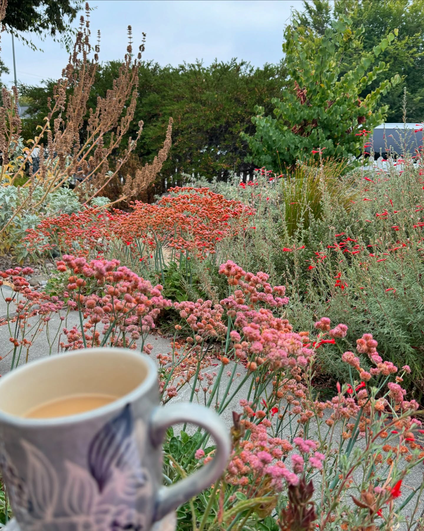 Enjoying a morning cup of coffee in a garden that brings so much life! Summer buckwheat is slowing changing to itās autumn colors.
.
.
.
#landscapedesigner #landscapedesiĢgn #californianativelandscape #californianativeplants #lowwatergarden #lowmaintenancelandscape #sustainablelandscapes #urbangardeningideas