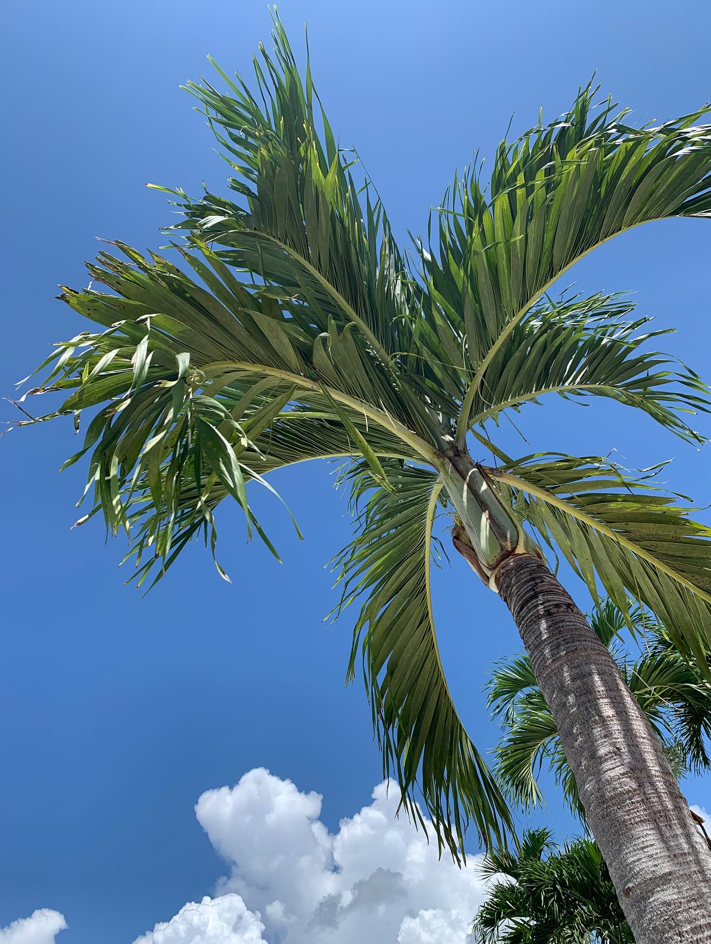 🌴Where all the magic happens …
#inmyhappyplace #goodvibes #goodvibesonly #palmtreesandsunshine #goodmorning