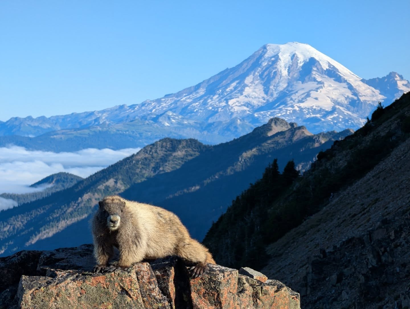 Goat Rocks Wilderness, never gets old.
PCT WA
White Pass to Trout Lake
