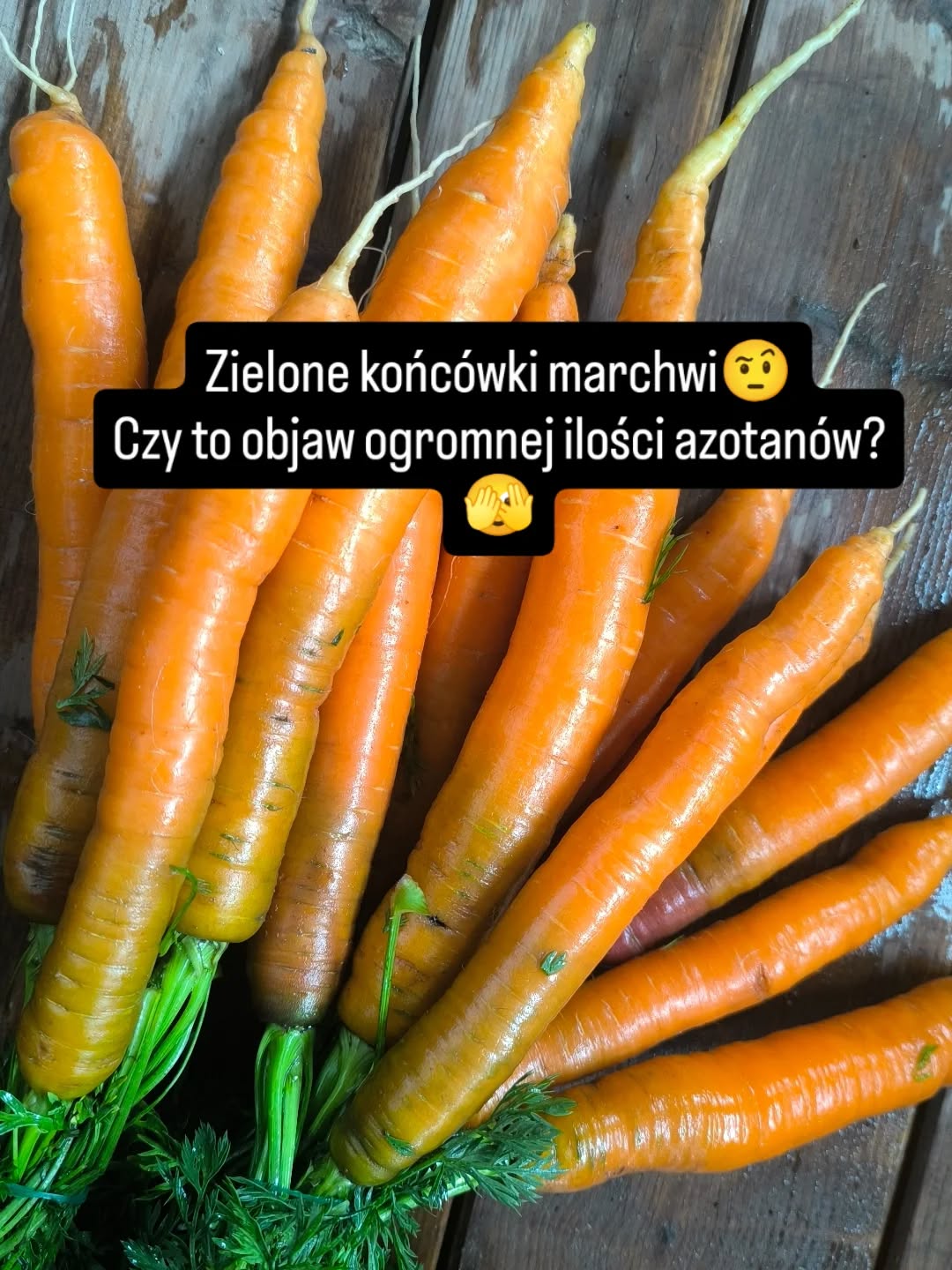 Kupując naszą BIO marchew, wyjątkowo słodką i pełną smaku, zdarza się, że pytacie, dlaczego nie jest tak równo wybarwiona, jak marketowa. Czy wybarwienia nie są szkodliwe lub trujące? Wy pytacie, my odpowiadamy.
Otóż zielone końcówki marchwi, czyli górna część korzenia, która wystaje nad ziemię, stają się zielone, ponieważ są wystawione na działanie światła słonecznego. To światło aktywuje chlorofil, naturalny barwnik roślin, który nadaje im zielony kolor. Zazwyczaj ta część marchwi może okazać się nieco gorzkawa w smaku, ale jest w pełni jadalna i oczywiście pełnowartościowa.
#wiemcojem #marchew #biowarzywa #kupujświadomie #warzywajakdawniej #slowlife #edukujemy #warzywabezchemii #bliskonatury #jemsezonowo #kochamwarzywa