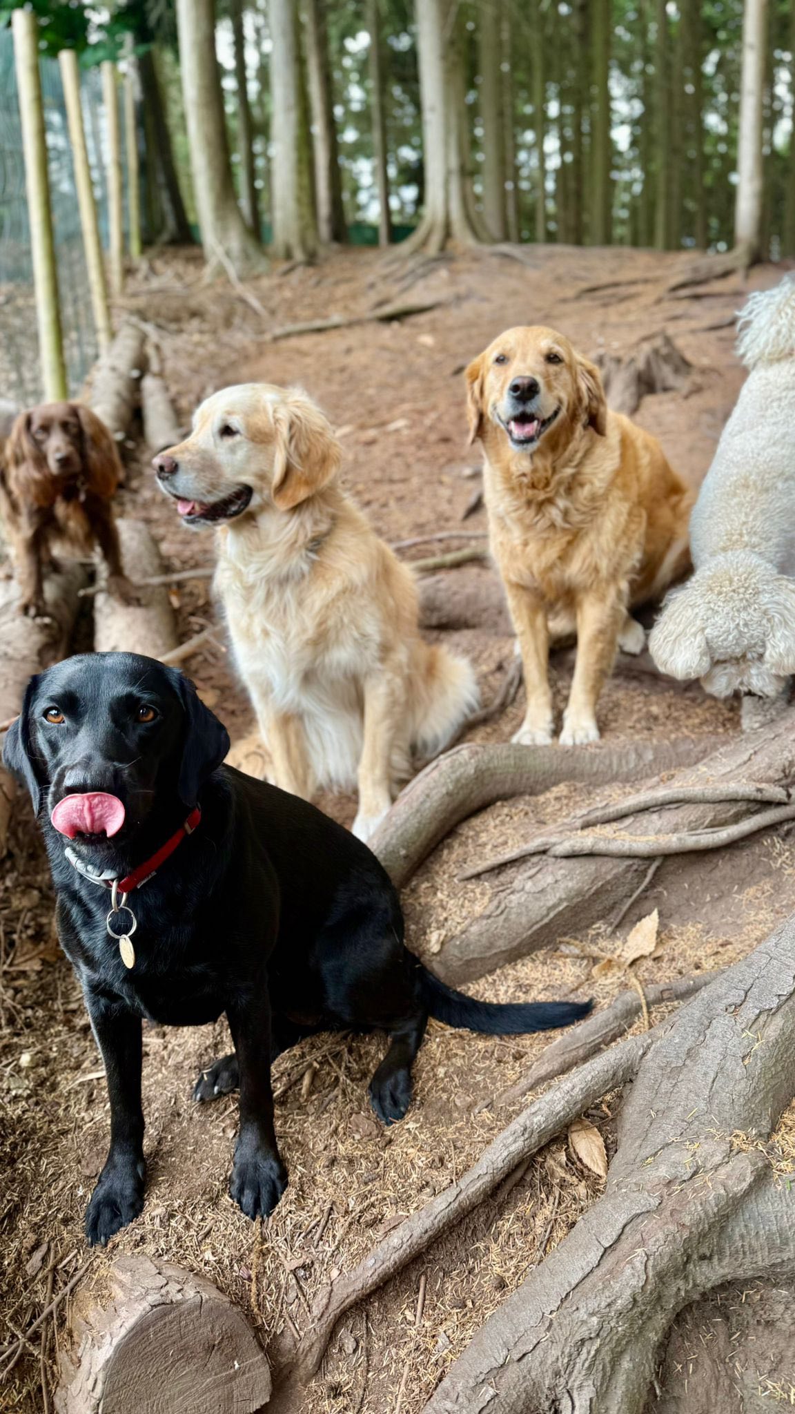 Jumping on the TikTok trends with this one!😆 and what better way to show how inclusive we are! 🐾❤️ One big happy pack! Because love comes in all shapes & snouts!☺️🐾🐕
#DoggyDaycare #SurreyDogs #CobhamDogs #SouthLondonDogs #WoodlandWalks #AllBreedsWelcome #DogsOfTikTok #PuppyPlaytime #DoggyDaycareLife #LondonDogs #surreydogwalking #surreydogservices #londondogs #duncans #duncansdoggydaycare #duncansdogco #woof #doglife #dog #doggydaycareuk #doglover #dogdaycare