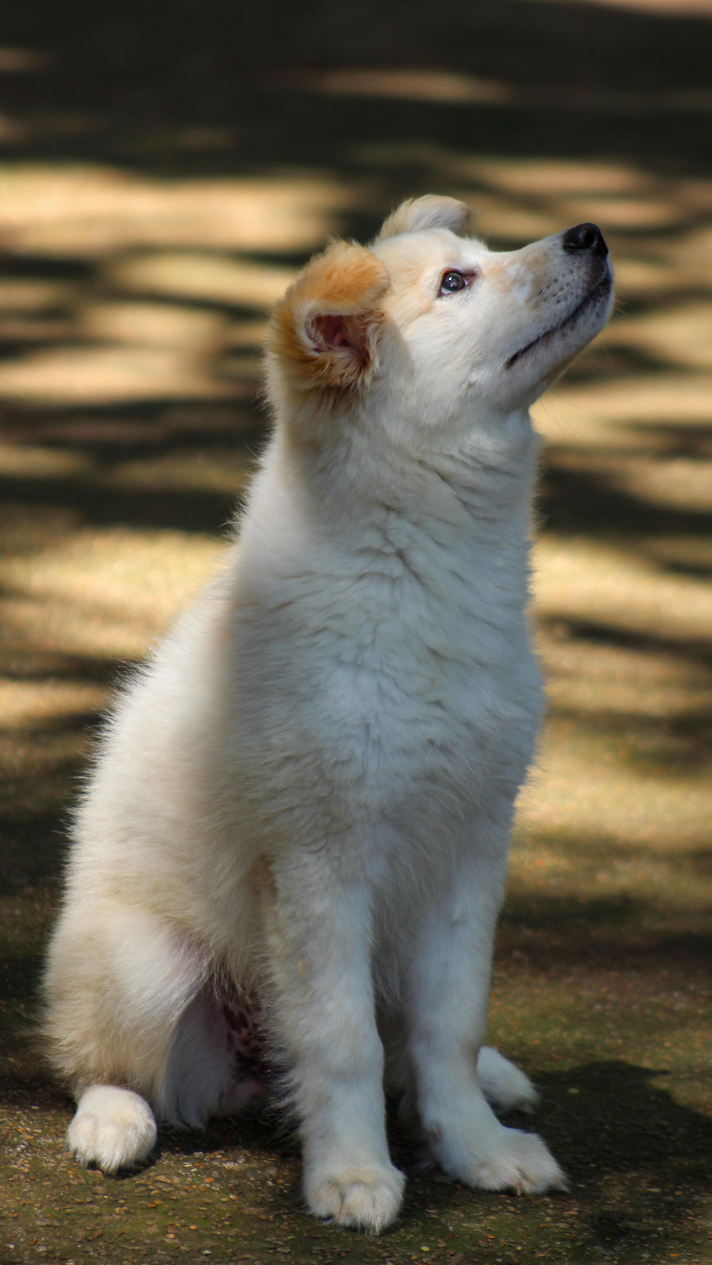Your puppy’s future starts now. 💛
We make training fun, effective, and full of life skills that stick for years to come
#puppytraining #atl #purplepupsatl