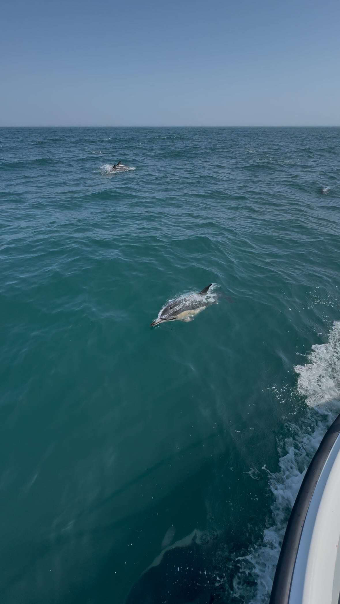 What an incredible experience for our Lundy island guests today 🐬💙
Did you catch a glimpse of those adorable baby calfs? 🥰✨ How cute are they?! 🥺
#dolphins #sealife #wildlife #lundyisland #babydolphins #summer