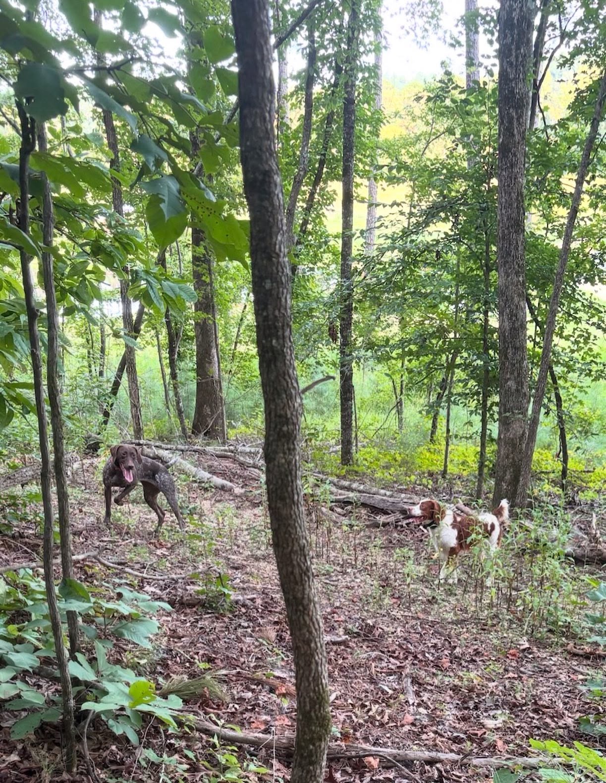 Was that a hint of Fall in the air??….👀
.
.
.
#schillingsgundogs #schillingsgundogstraining #sgdtraining
#uplanddogtraining #uplanddogtrainer
#gundogtraining #gundog #birddogtraining #birddog #retriever #retrievertraining
#guidedhunts
