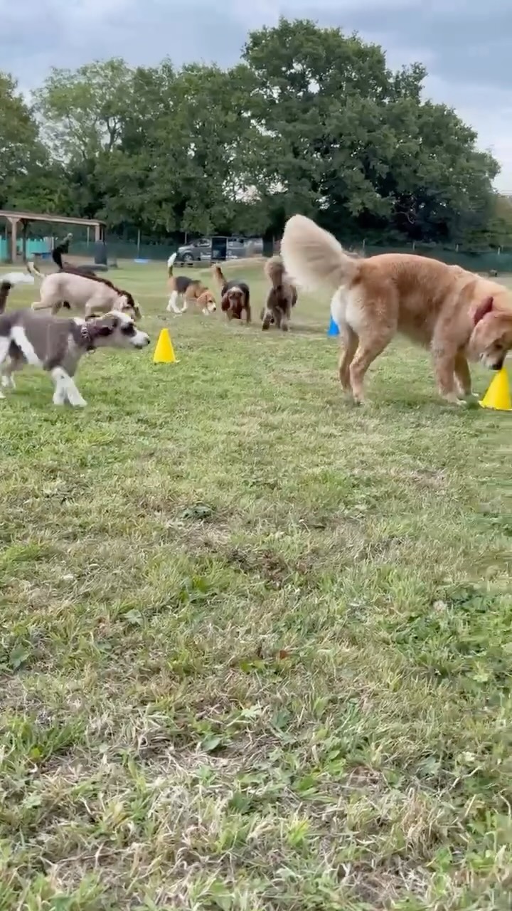 A lovely bit of scent work with the group today. #scentwork #dogs #dogsofinstagram #dogenrichment