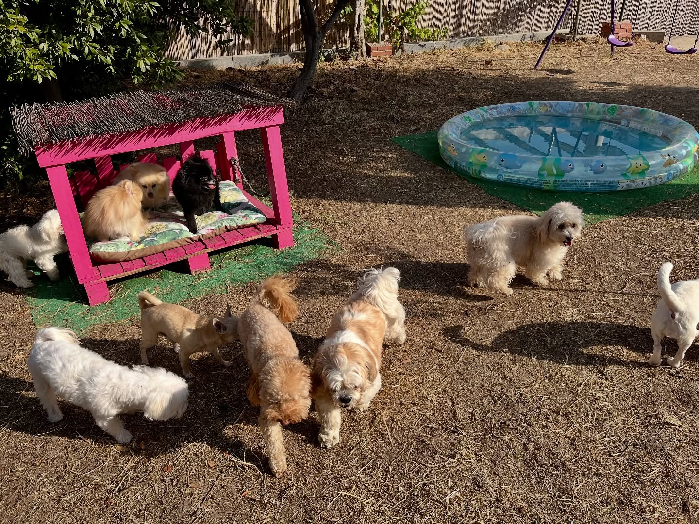 #cuidadoresdeperros #madrid #mascotas #españa #igersmadrid #perros #dogs #dogsofinstagram #perrospequeños #dogslife #dogfriend #fotosdeperros #comoencasa #vacaciones #doglover #pomeranian #chihuahua #caniche #bichón #bichonmaltes #shitzu #shitzulovers #pomerania #pomeraniaespaña #verano #verano2025 #summer