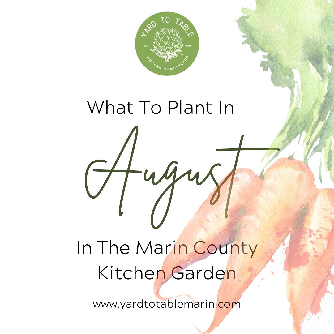 It's August and our garden is buzzing! Summer veggies are still producing, but we're already planning for cool season crops, like brassicas, leafy greens, and root crops. Oh my!
We make room in our garden by adding fall crops slowly or by doing a full seasonal switch-over. We might remove warm season plants if they're slowing down, struggling, pest-ridden, or we're just tired of them.
When making the switch to the cool season garden, remember to cut old plants at the root; feed your soil with compost or worm castings and a well-balanced amendment blend; add mycorrhizal fungi; and compost your old plants.
What are you planting in your garden this month?