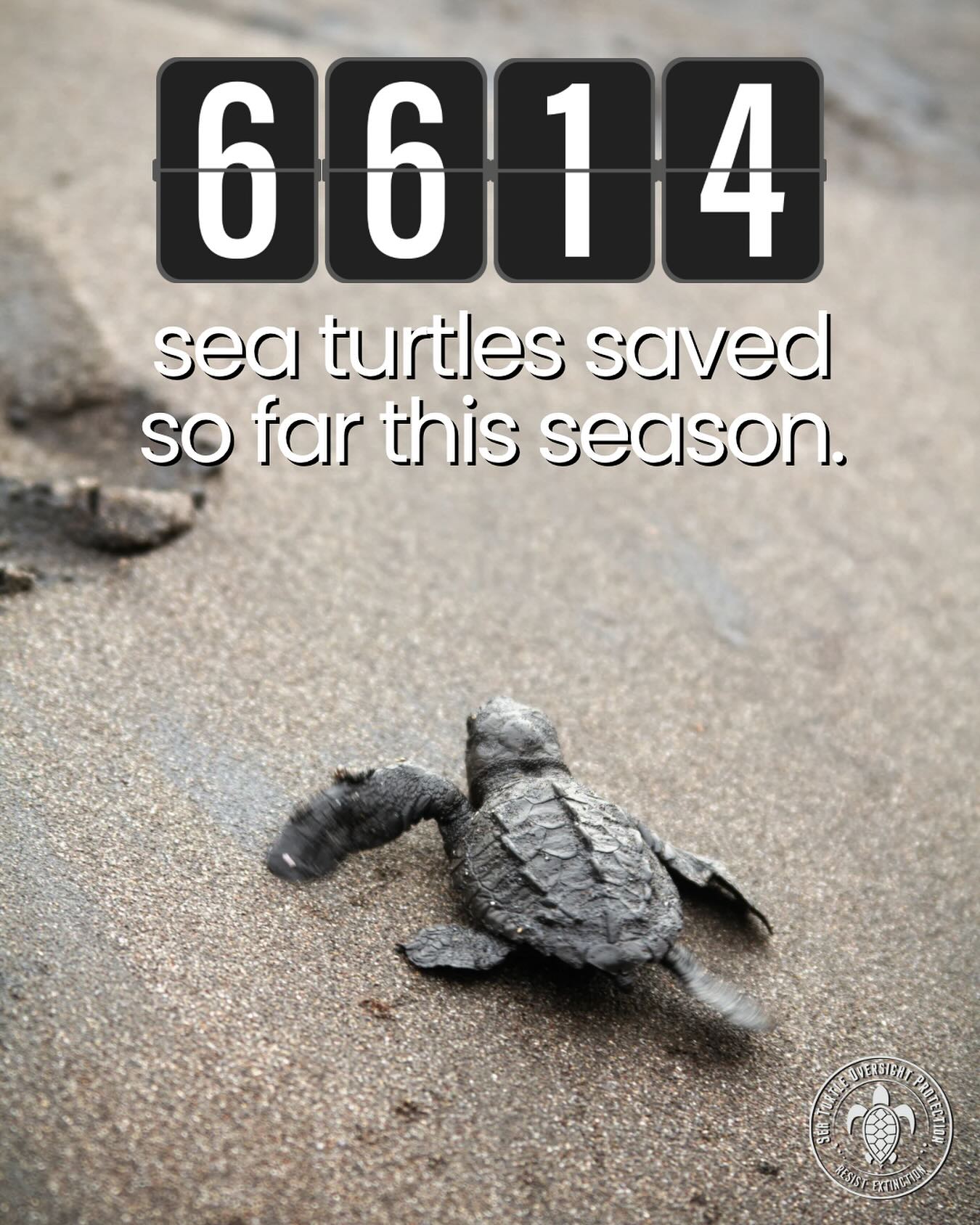 🐢💚 6,614 sea turtles saved — and we are still counting! This turtle nesting season, YOU helped us protect and guide 6,614 sea turtle hatchlings safely to the ocean. 🌊
Every single hatchling matters — and thanks to our volunteers, supporters, and community, thousands more have a fighting chance to thrive in the wild.
📅 Nesting season isn’t over yet — let’s keep going strong!
💌 Want to help save more lives? Donate, volunteer, or share our mission today. Check the bio link for resources and more information.
#SeaTurtleOversightProtection #SeaTurtles #WildlifeConservation #NestingSeason #FortLauderdaleBeach #SaveTheTurtles #MarineLife #OceanLove #VolunteerFTL