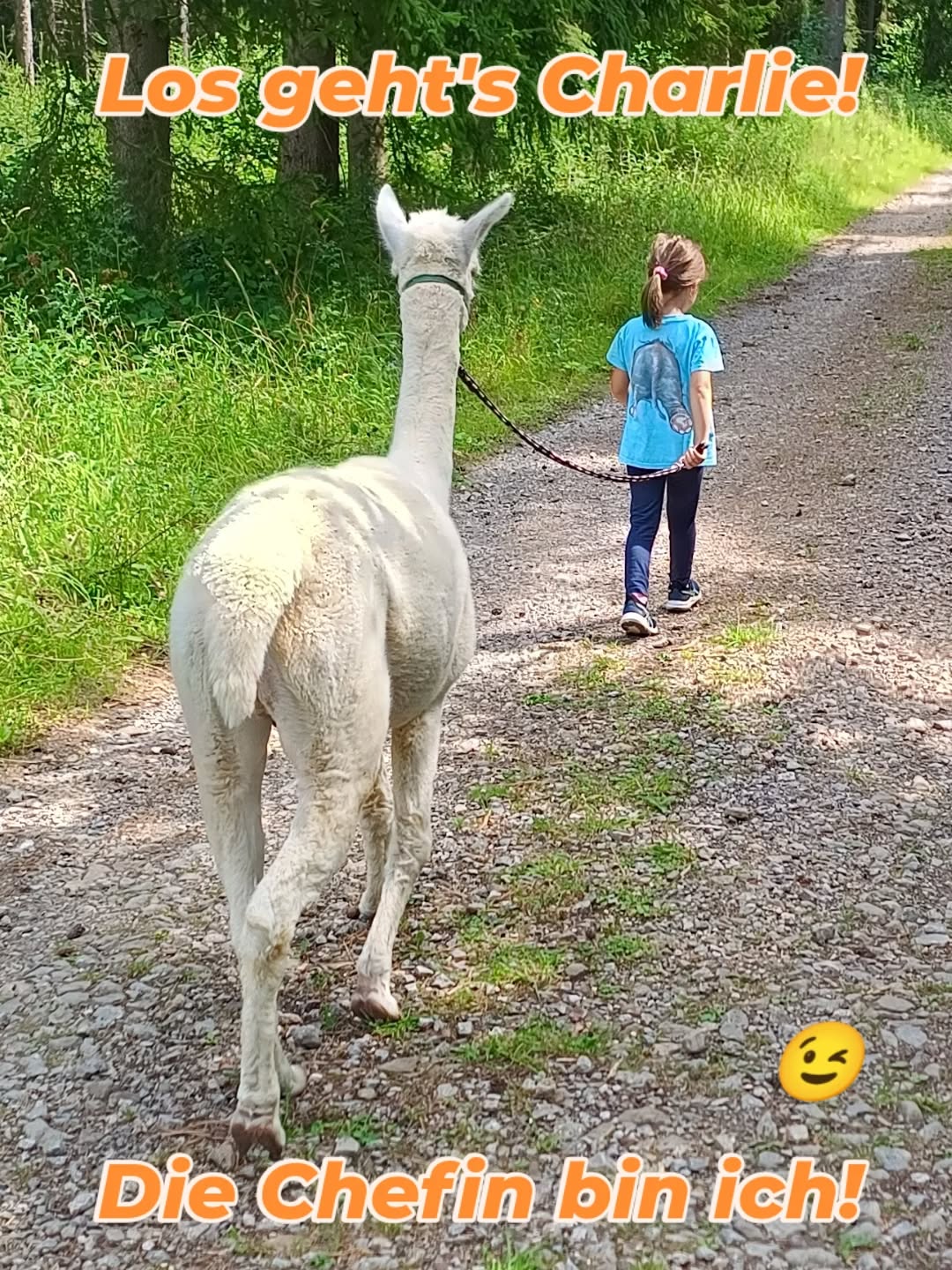 Da war unser Charlie aber in guten Händen! Er wusste genau wer hier das Sagen hat 🥰!! Herrliche Wanderung mit euch!!
#obstwiesenalpakas #losgehts✌️ #chefin #followme #followme #alpakawanderung #alpaka #badmünstereifel #hiergehtslang