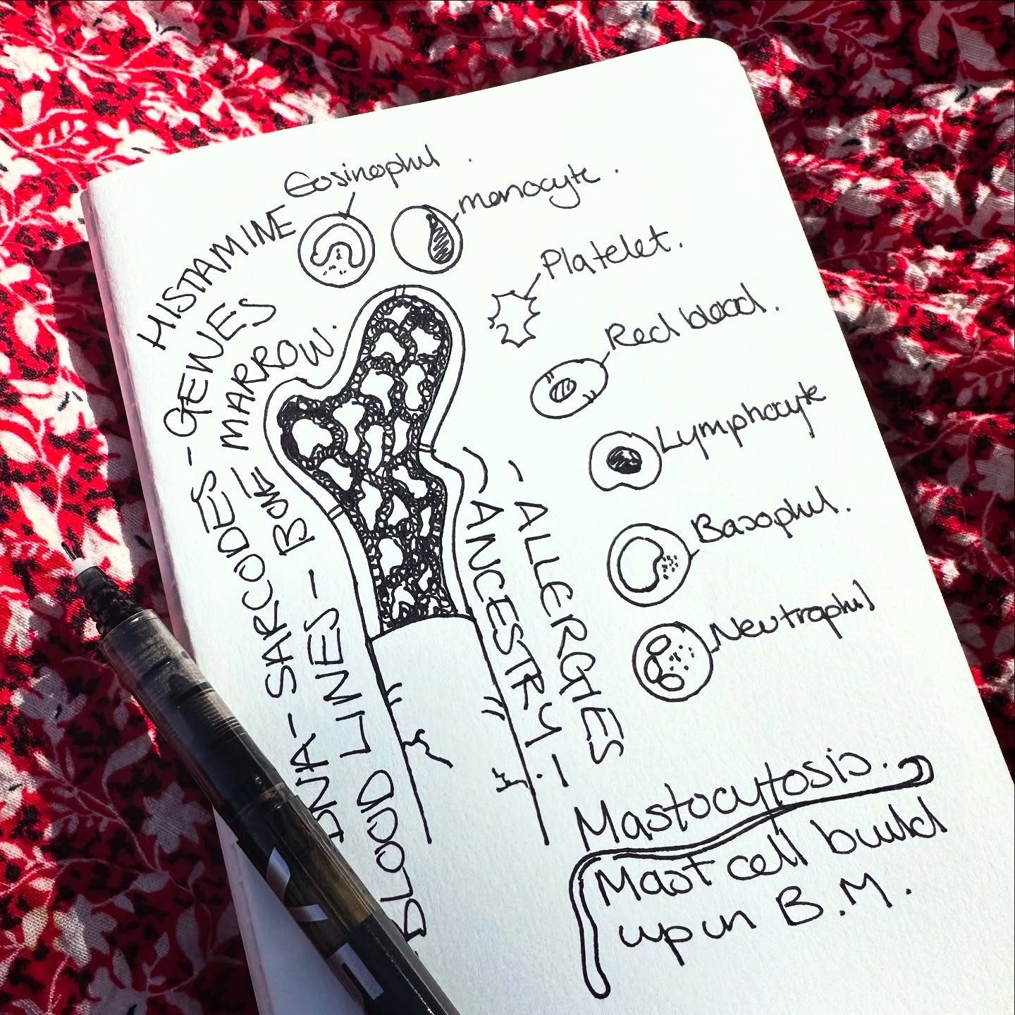 🩸 Homeopathic Musings: MCAS & Ancestral Bloodlines… Today’s musings in clinic led me into our bone 🍖 marrow. Our life blood. Our blood line. How much of our mast cell reactivity is not us but inherited?Ancestral trauma carried quietly in the blood.
Recent Research talks of Mast cells holding trauma memories, switching into “unsafe mode” .. is that trauma ours?
🧬 DNA- Sarcodes - Genes - Histamine - Allergies - Sensitivities - Inflammation - Basophils - all swimming around in my mind..
Perhaps healing isn’t only in calming our cells, though speaking to the bloodline, bone marrow and spleen? More Spleen thoughts coming…