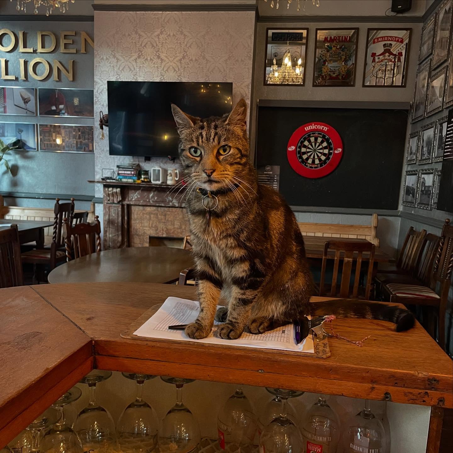 Our newest employee 😽
Boycie has been popping in to see us nearly every day recently! All of our regulars are loving the new furry friend 🥰
#pub #cat #pubcat #london #camden