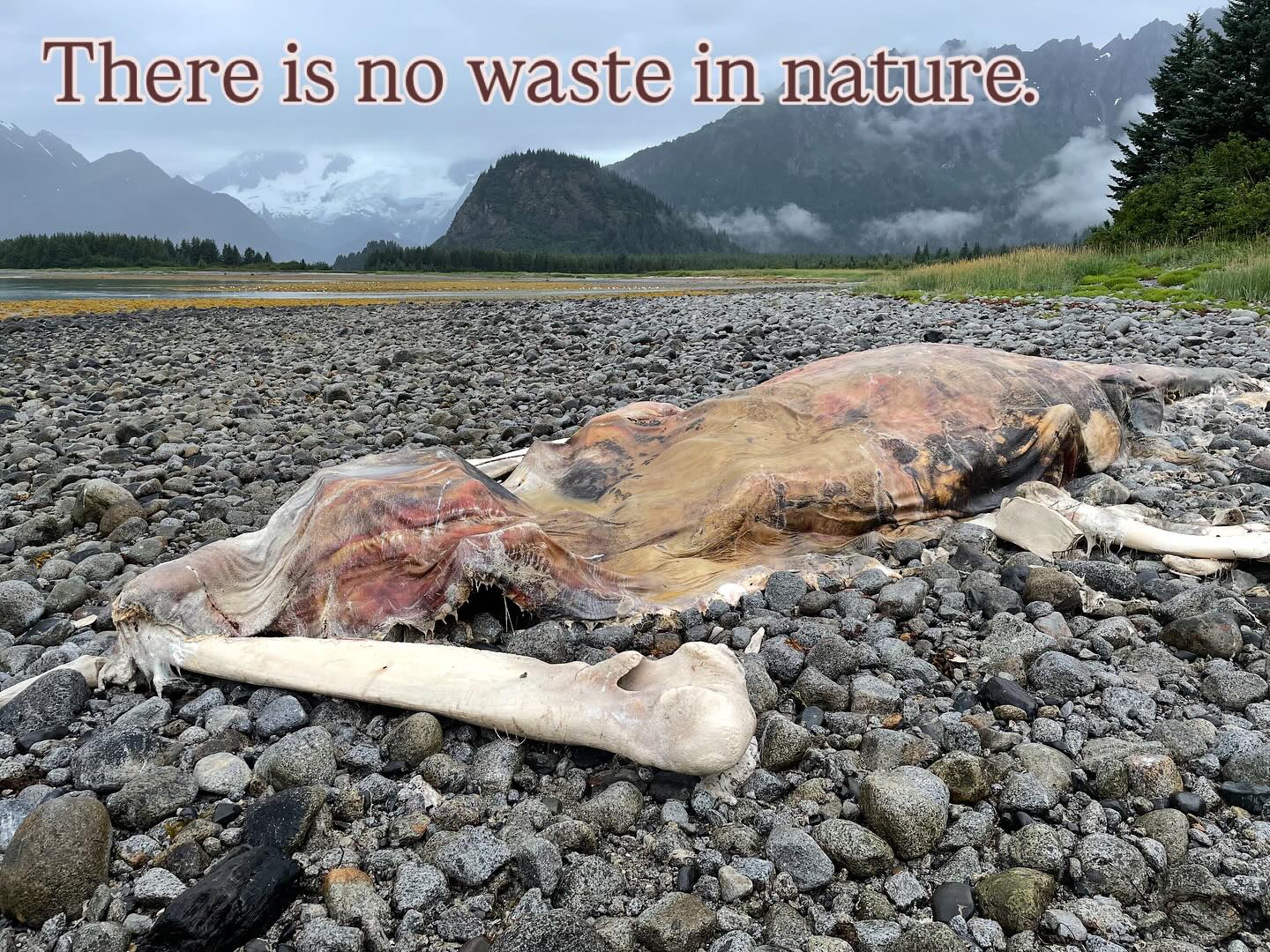 Exploring the Kenai Fjords before returning to Catalina, I encounter various signs of nature’s recycling process: bear scat with salmonberry seeds, salmon carcasses by streams, seaweed on the shore, eagle feathers, fallen spruce trees, and a decomposing baleen whale. Witnessing the whale’s transformation of death into life on an immense scale is a profound experience.
The whale’s body is becoming a vital resource for other life forms, thanks to decomposers and detritivores, efficiently recycling resources. No part of the whale, bear scat, salmon, seaweed or feather will go to waste.
Whales also play a crucial role in nutrient cycling while alive, transporting nutrients across oceans through their waste. This “great whale conveyor belt” moves essential nutrients from feeding grounds in the Gulf of Alaska to breeding grounds in warmer regions like Hawaii. A recent UCSC study further explores how whales contribute to nutrient transfer from high latitudes to the tropics and subtropics. Read more about the study here:
https://news.ucsc.edu/2025/03/whales-nutrients-transfer/