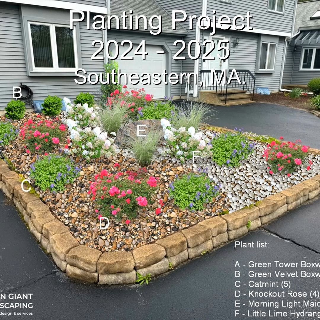 Established plants, 1 year later.
Green Giant Landscaping,
Southeastern, MA.
Call now for your free quote!
Land clearing
Planting
Tree and shrub care
Seasonal cleanups
Old overgrown shrubs removal
Mulch installation
Garden maintenance
Weed barrier fabric
Bobcat services
Professional Landscape Design.
https://www.greengiantlandscaping.com/blog
Phone:
+1 413-406-9094
#landscaping #landscapedesign #gardening #gardendesign #landscaper #landscapearchitecture #treeandshrubtrimming #mulch #Massachusetts #southshore #newton #boston #hingham #marshfield #scituate #NewtonMA #scituatema #milton #canton #wellesleyma #SpringCleaning #shrubtrimming #shrubcare #plantingdesign #gardentransformation #springcleanup #mulching #cobblestone #cobblestoneedging