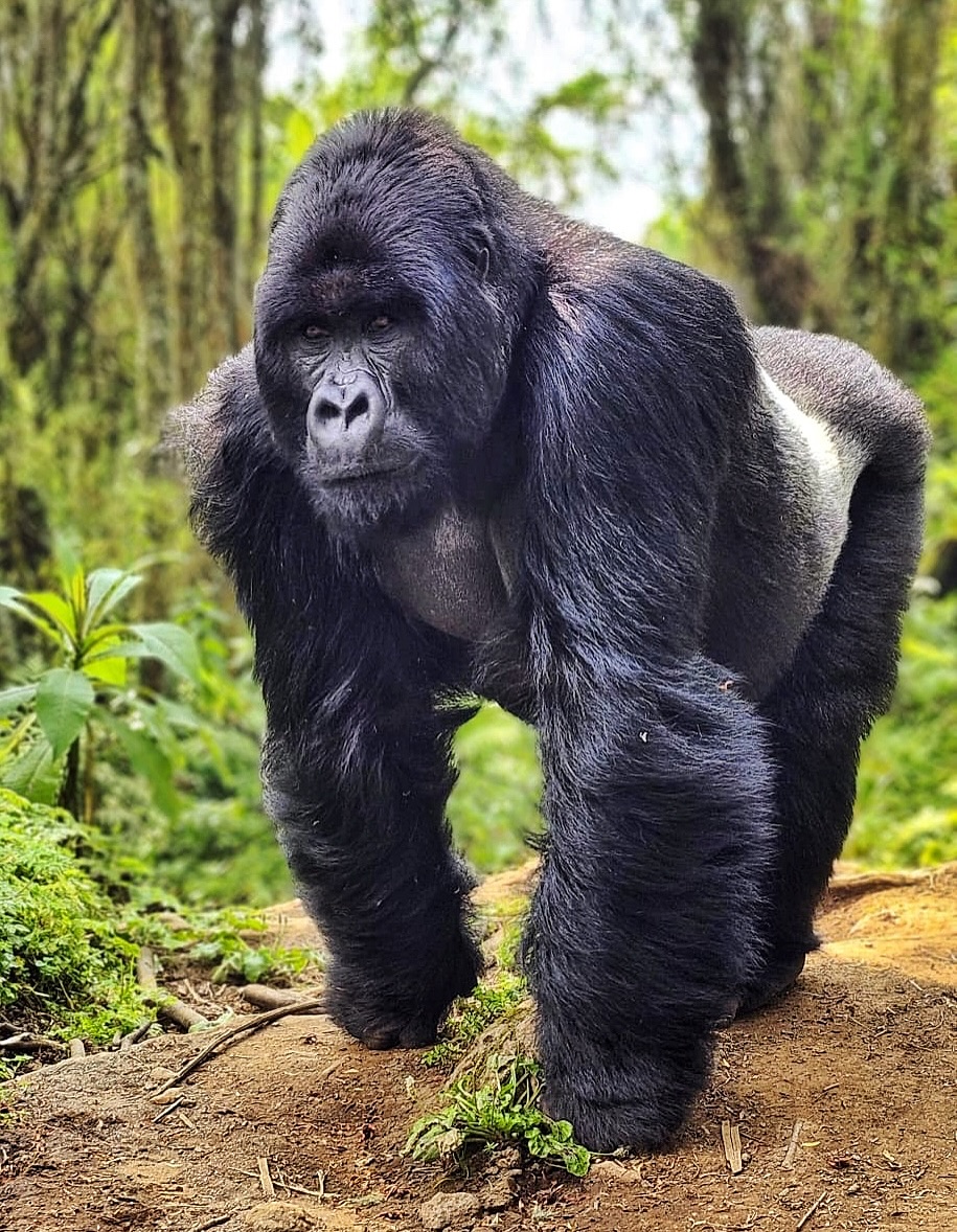 Gorilla tracking in Volcanoes National Park in Rwanda = one of the more special things I’ve ever done. 🦍✨
We started in the small town of Bisate at about 9,800 ft (3,000 m), in the saddle between the Bisoke and Karisimbi volcanoes.
As we hiked up, we passed through fields of potatoes and bright white pyrethrum daisies, with stunning glimpses through the haze of the “tooth” of Mt. Sabyinyo, with Rwanda on the right, Uganda and Congo to the left.
Armed trackers headed up ahead of our group of eight in search of the mountain gorillas. They used no GPS, no geotags—just decades-old methods of reading the forest: gorilla scat, broken bamboo, old nests.
After about 7 miles of hiking through farmland and up into thick forest, scrambling over boulders, under branches, and through tight tunnels of leafy thicket, we found them: the Nambara family (“warrior”), 15 members led by a silverback from the famous Shinda family—part of the lineage Diane Fossey studied.
Mountain gorillas are picky eaters—over 200 plants in their diet, but they go for what they want (bamboo shoots are a favorite). They eat 15–20% of their body weight daily, get most of their water from plants, and after “social hour” they move on, build fresh nests, and do it all over again.
There are just over 1,000 mountain gorillas left in the world—604 in this volcanic mountain chain alone. Spending an hour with them up close, watching them munch their bamboo, nap, a baby nuzzle its mama and somersault into her embrace, and play together, at peace and free in their own world, was humbling, surreal, and completely unforgettable.
#ListenThinkAct, #globalclassroom, #eastafrica, #studyabroad, #leadershipdevelopment, #socialimpact #gorillatracking #gorillatrekking #mountaingorillas #rwandatravel #rwandagorillas #mountaingorilla #worldschooling @globallivingston