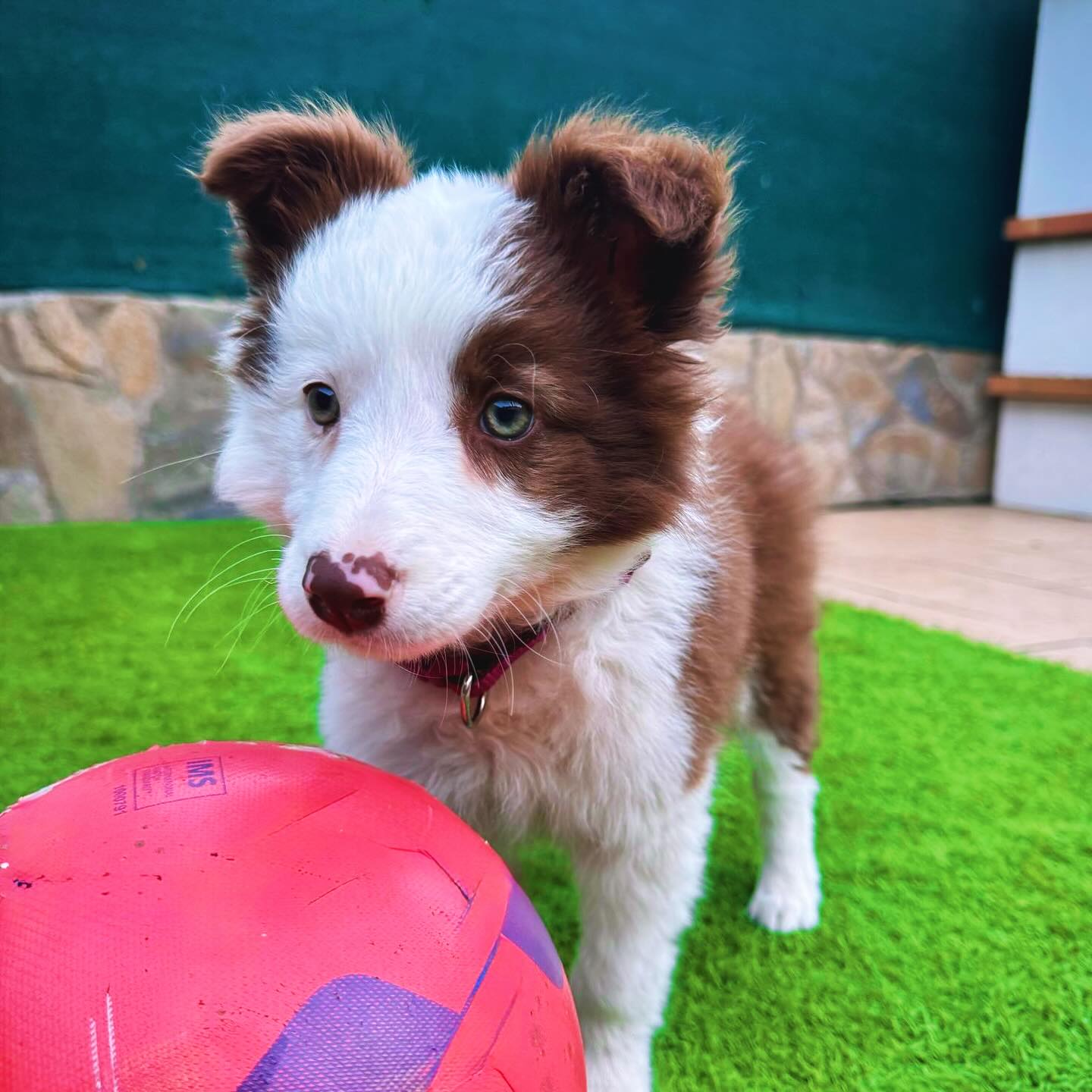 Cala, una preciosa border collie chocolate, nos enamora desde sus primeras fotos 💕
Hoy ya está más grande, pero recordar es amar y atesorar cada etapa de su vida 🐾✨.
Gracias Vanesa, desde Madrid, por compartirnos este momento tan especial.
.
.
.
✂