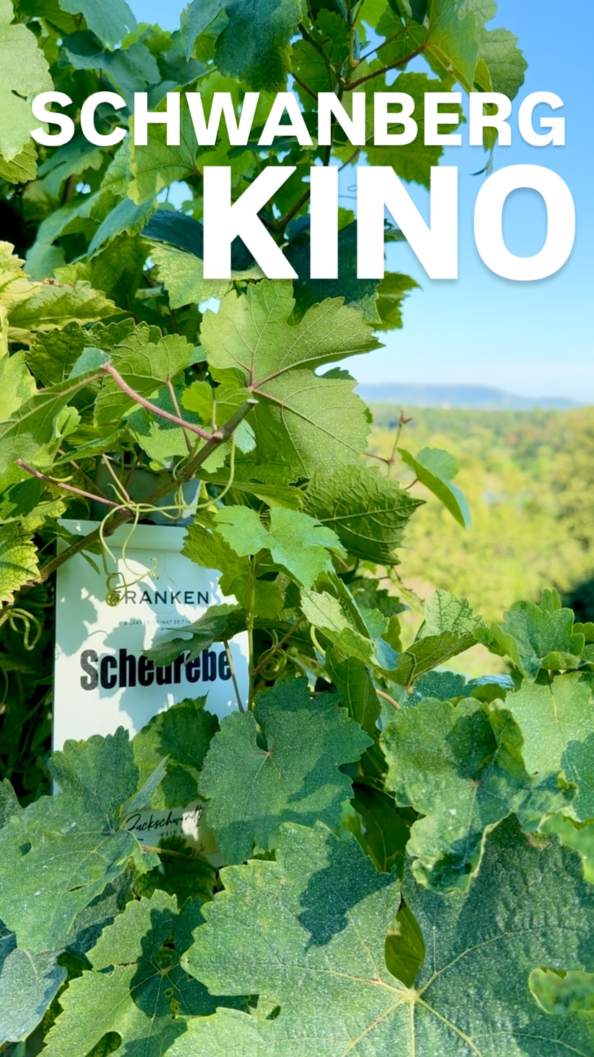 #weinliebe #schwanberg #scheurebe #winzerleben #kitzingen #zuckschwerdt