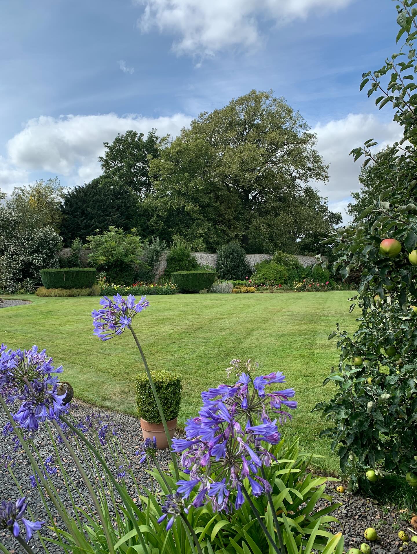 The Teacup Lawn in August.
If you’re interested in finding out more about our garden in South-east Scotland, you might like to read our regular blog. You can find the link in our profile bio or visit www.thescottishcountrygarden.com. Check out our latest post ‘Agapanthus and apples’.
#gardenblog #garden #thescottishcountrygarden #scottishcountrygarden #gardenbloguk #scottishgardenblog #headgardenersblog #countrygardenblog
#gardenblogger #summergarden#scottishgarden #scottishgardener #gardenjournal #scottishgardenjournal #gardendiary #gardenersdiary #oldgarden #walledgarden #oldfashionedgarden #walledgardenblog #gardeninscotland #thegardeninaugust #augustgarden
#gardenwriter #ukgarden #gardensofScotland #gardensofgreatbritain