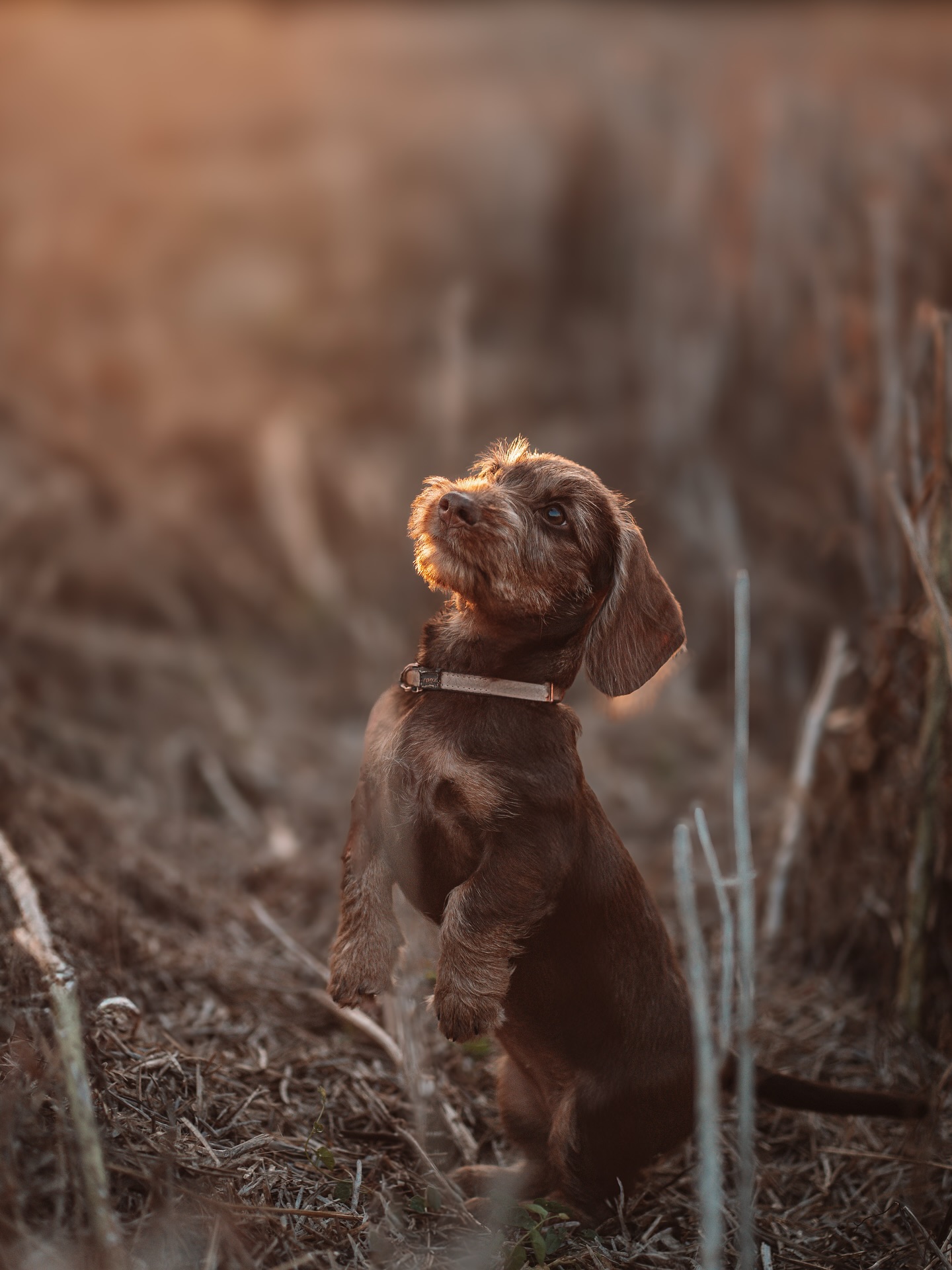 Golden Hour mit kurzen Beinchen und grossem Herzen💖
#welpenshooting #dackel #dackelliebe #hundeshooting #hund #fotoshooting #schweiz #fricktal