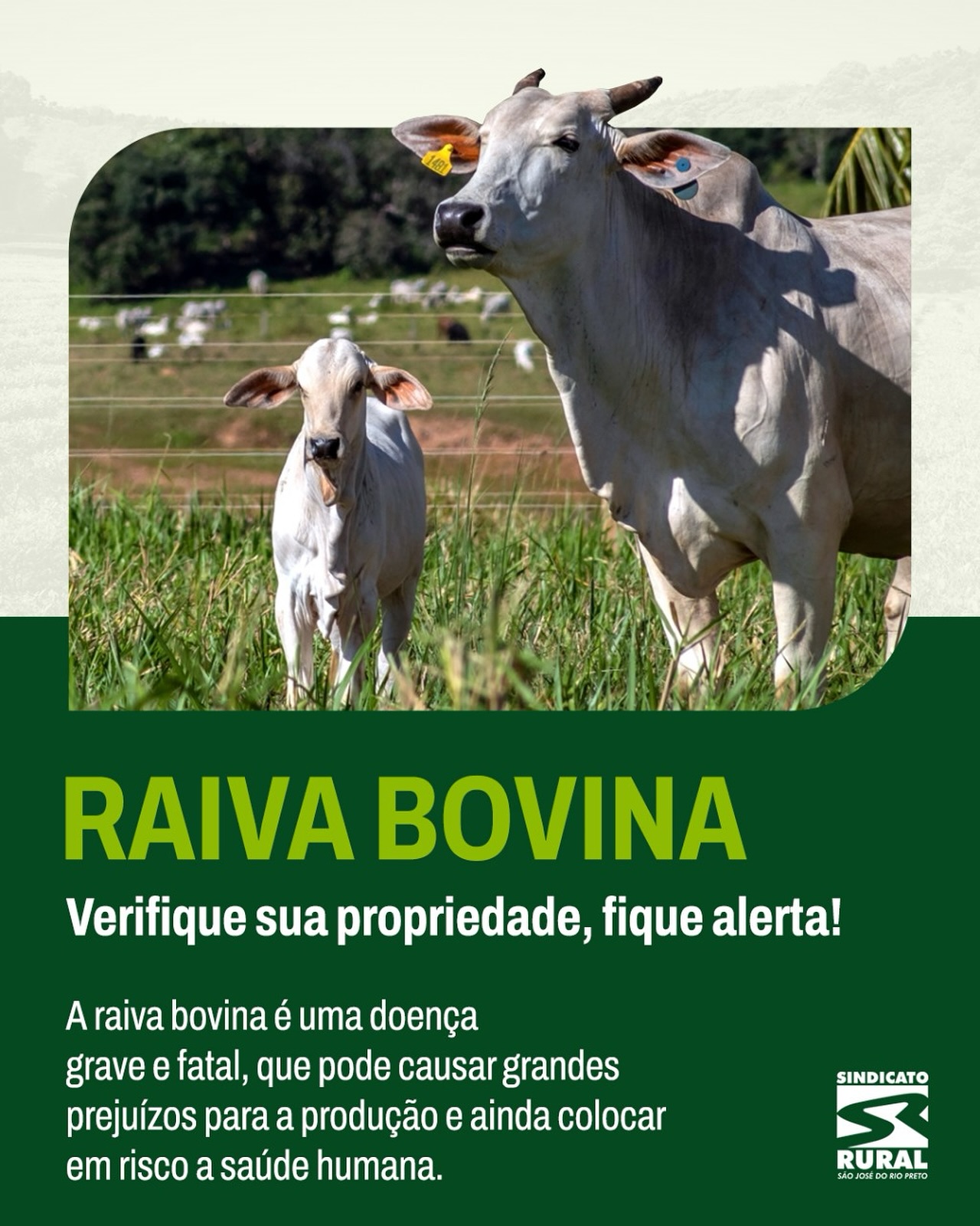 A principal forma de transmissão é por meio da mordida de morcegos hematófagos (que se alimentam de sangue).
Sintomas da Raiva Bovina:
⚠Isolamento do animal (afasta-se do rebanho);
⚠Dificuldade para andar (andar cambaleante);
⚠Paralisia dos membros;
⚠Salivação excessiva (boca aberta e baba constante);
⚠Dificuldade para engolir;
⚠Mudança de comportamento (agressividade ou apatia);
⚠Perda de apetite;
⚠Morte súbita (em alguns casos).
📢 Atenção: A raiva não tem cura e pode ser transmitida ao ser humano. Por isso, ao observar qualquer desses sinais, não toque no animal e comunique imediatamente um veterinário.
🛑 A prevenção é o melhor caminho para proteger seus animais, sua produção e sua família.
Telefone: (17) 3232-5115⠀
Site: www.sindicatoruralsjrp.com.br
#sindicatoruralderiopreto #raivabovina #prevenção #gado #agro #riopreto