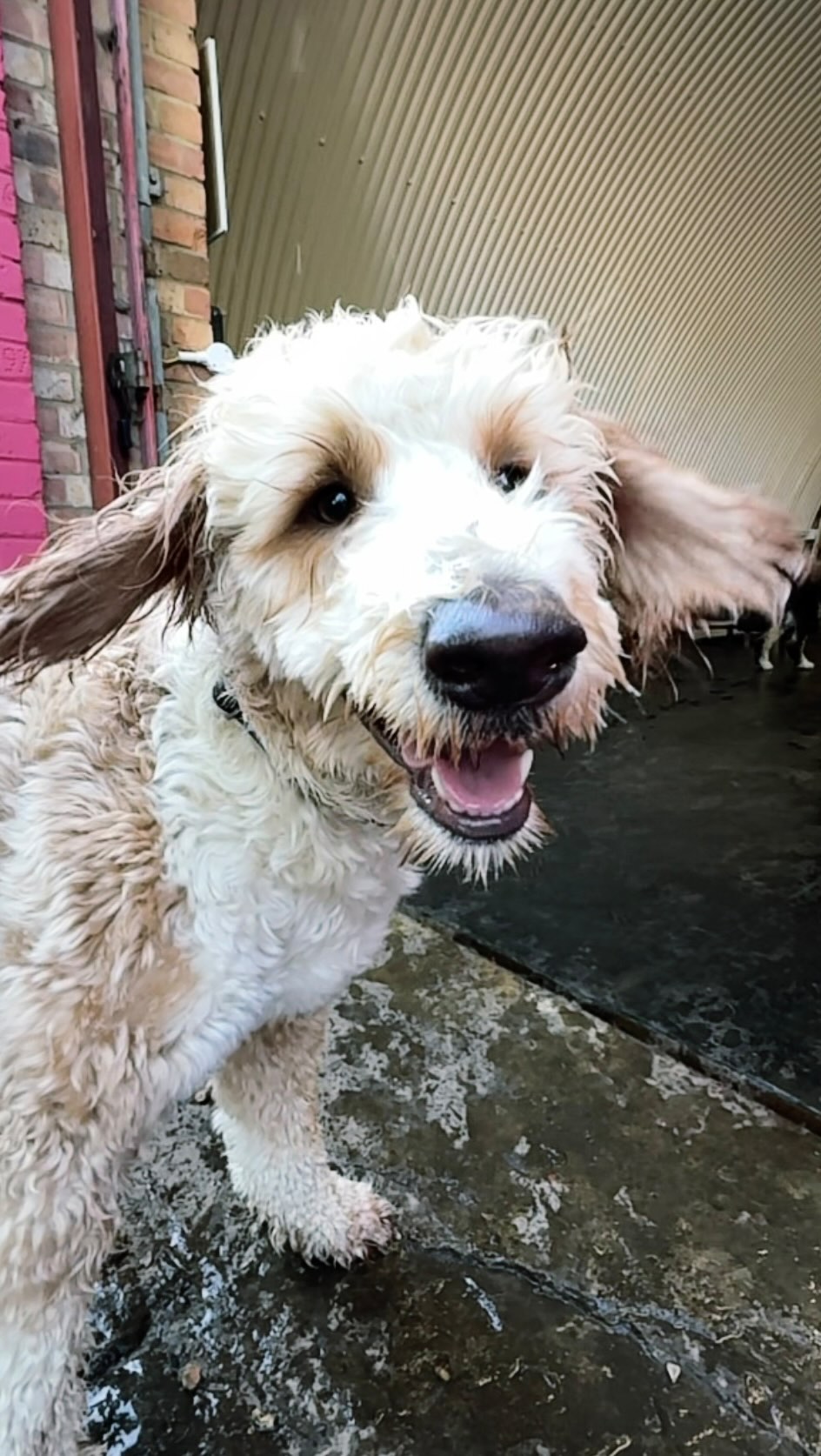 Was very tempted to also jump in the paddling pool today, Scoobys got the right idea 😎
#keepcool
#boiling
#dogpool
#poolparty
#melting
#dogpoolparty
#waterdog
#dogdaycare