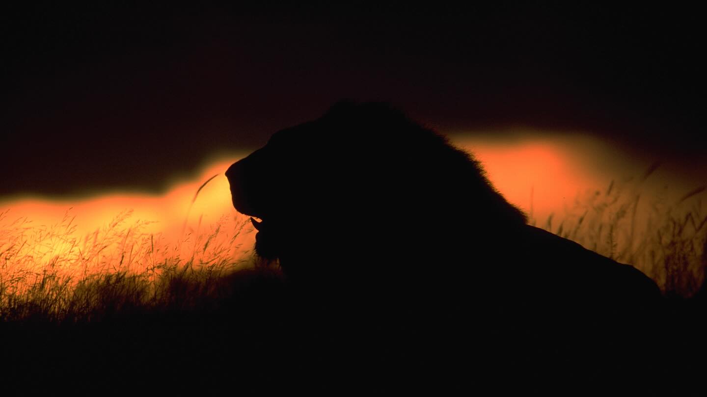 1992 to now - 33 years of love and dedication to only one end - the lions of Africa far and wide. I’ve worked on lions all over Africa and as I reflect on this World Lion Day I have to conclude that the government’s of Africa are not taking the life of the lion and all who share the savanna with them seriously enough. The list of threats and reasons for the decline in lion numbers - habitat loss, loss of prey, persecution, illegal trade and body part poaching - read not as a list of causes of lion decline, but rather as symptoms of deeply flawed and outdated conservation practices, weak governance and a severe lack of investment. When challenges are systemic and deeply rooted addressing the symptoms thereof is only a temporary solution. One that we need to delve past and unpack deeply if we are going to save Africa’s true magnificence, its wild lions roaring through the night ♥️🦁
#lions #Africa #worldlionday #bigcatphotography #lionsofinstagram