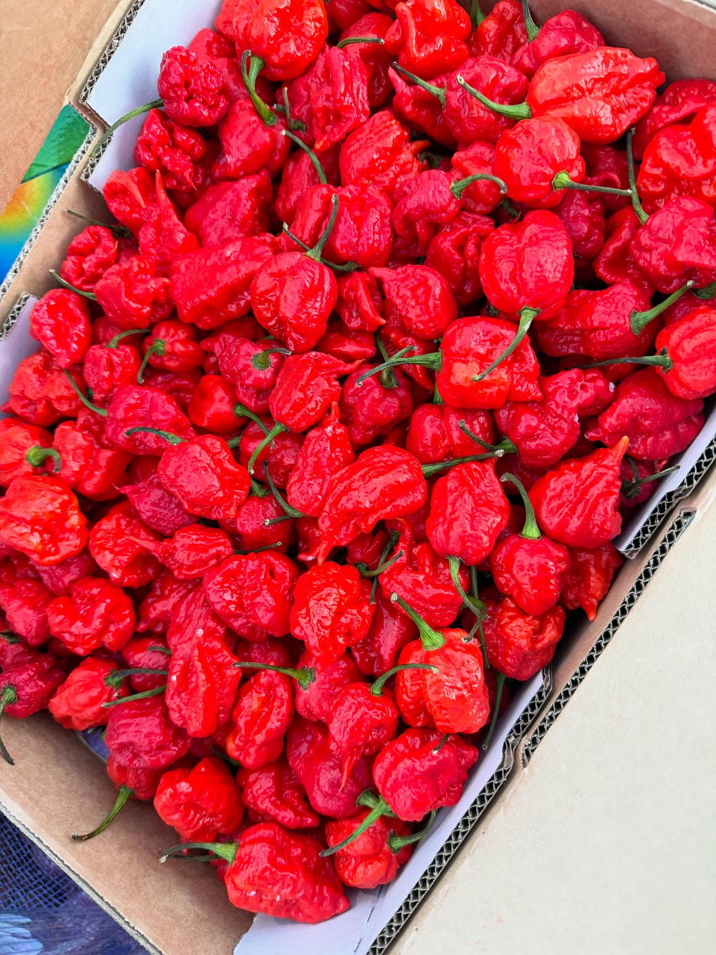 Carolina Reapers!!! 🔥🔥🔥🔥