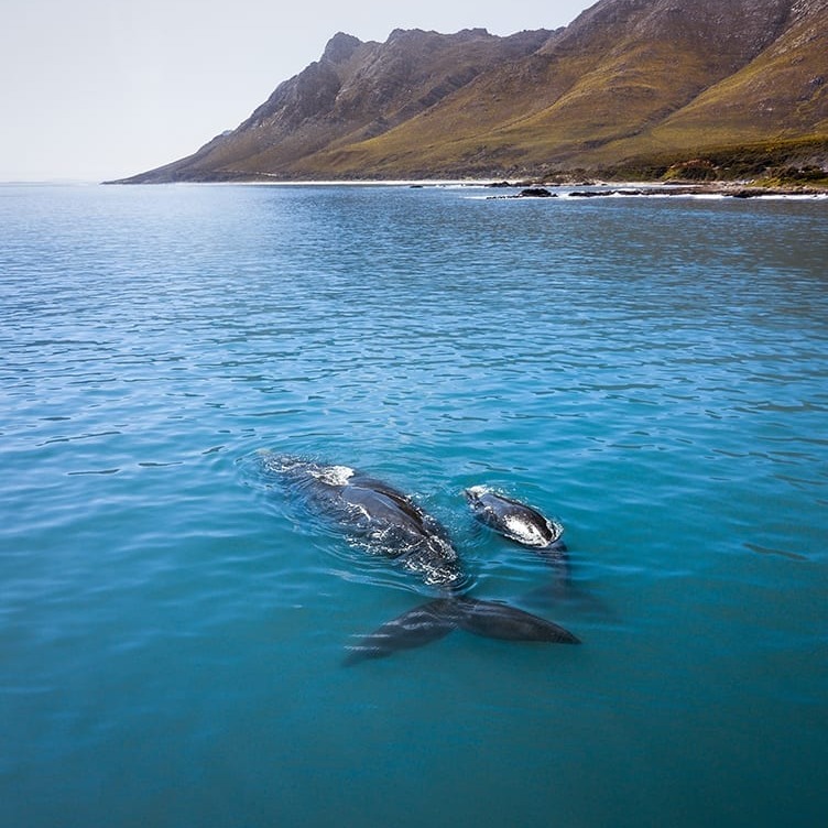 🐋 South Africa's Whale Coast in Full Splendour.
From June to October, the Whale Coast of South Africa transforms into one of the world’s finest marine spectacles. This is peak whale-watching season, when southern right whales migrate close to shore, breaching and tail-slapping in the sparkling waters of Walker Bay and beyond.
Stretching from False Bay up the east coast from Cape Town; between cliff-top trails, boat excursions, and the gentle hum of coastal villages, it’s a journey best paired with exceptional stays!
And here's where you should be staying!
✨ Birkenhead House: An opulent cliffside escape just outside of the town of Hermanus with uninterrupted ocean views.
✨ The Marine: Liz McGrath’s iconic Hermanus property, blending classic elegance with sweeping bay panoramas.
✨ Lekkerwater: A secluded lodge surrounded by nature and close to remote whale-watching spots.
✨ Grootbos Private Nature Reserve: Eco-luxury at its finest, with marine safaris, fynbos trails, and vistas that take your breath away.
For those seeking an unforgettable African ocean experience, the Whale Coast is calling.
📍 Best time to visit? June to October