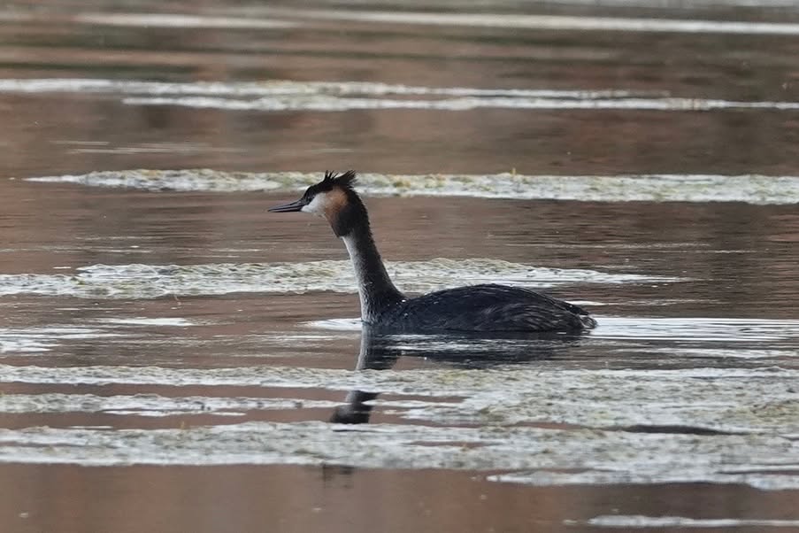 I don't know how to tell you but... spring is here!! Beautiful Great Crested Grebe pair, Little Grebe, Malachite King Fisher, Southern Fiscal. Lots of nesting and other activities, and all in my back yard.