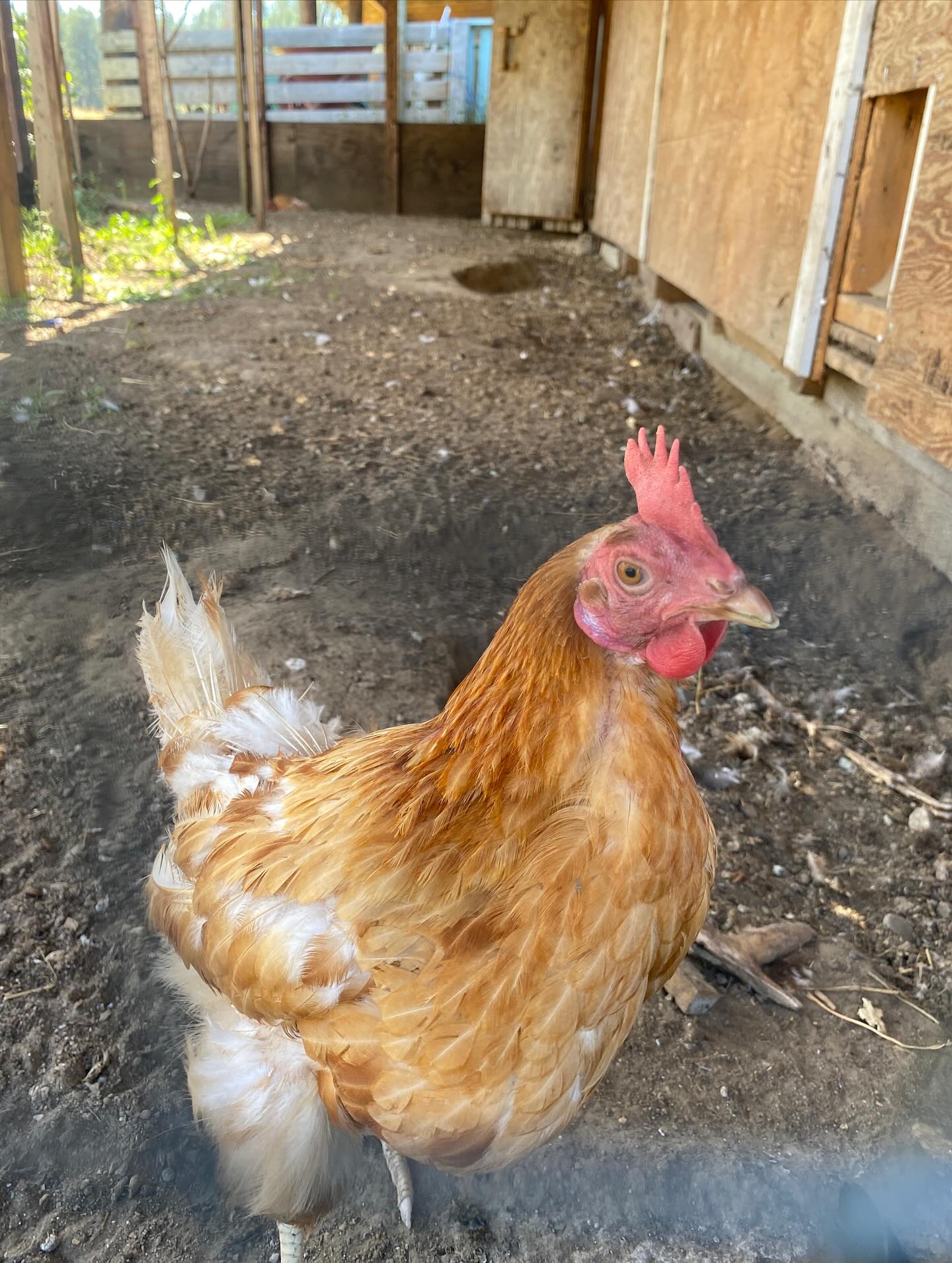 Say hello to our little friend!