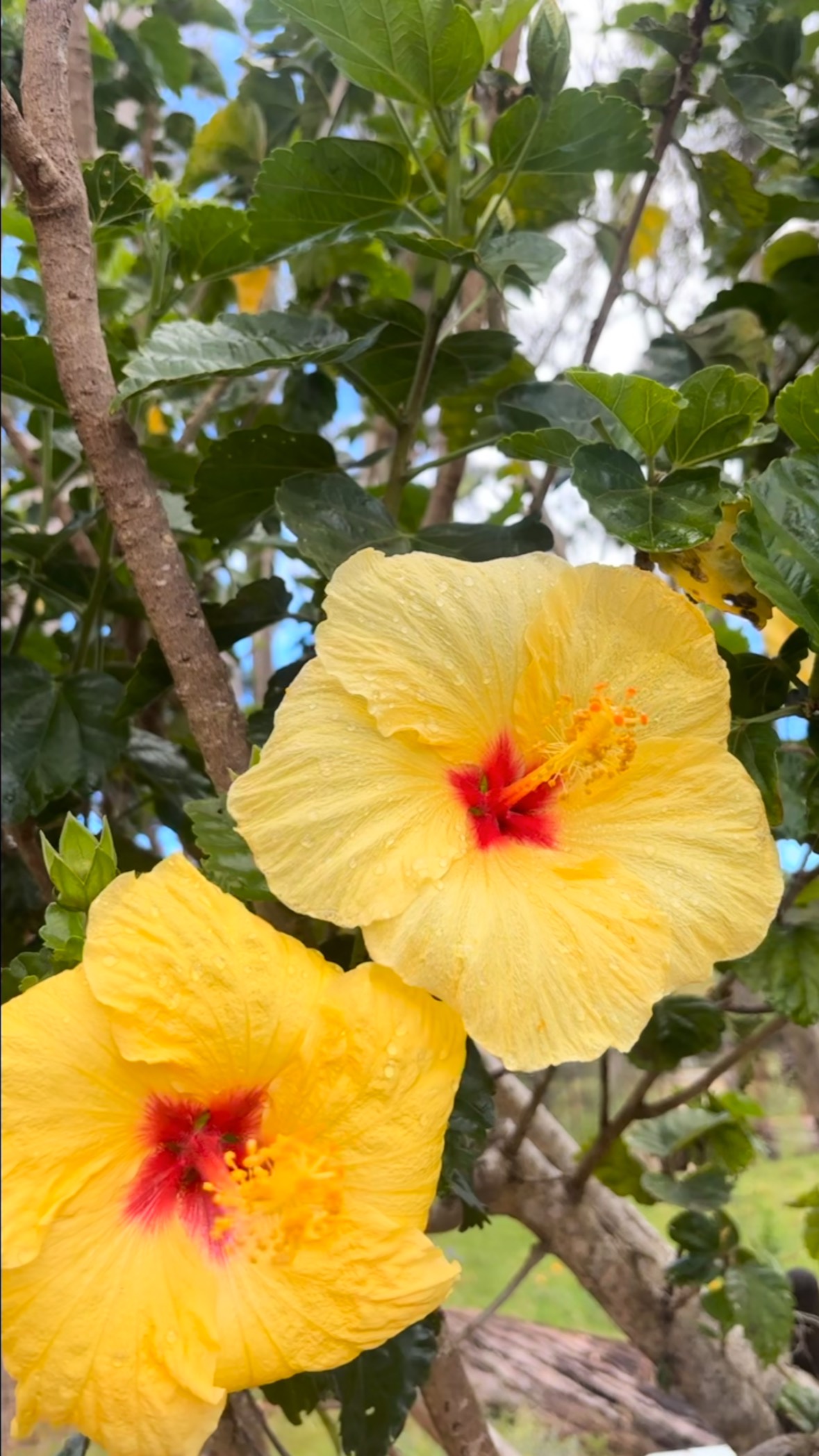 Pono Outdoor Program believes in student-led education — but it truly takes a community to make it thrive.
This weekend, we gathered for our first potluck of the year — a double celebration:
✨ That this farm is still standing after the devastating fires two years ago
✨ And that our community is stronger than ever
It really does take a village to raise a child — and in our case, it takes parents with passion who stand beside their keiki and say yes to learning differently.
Here, no one is forced to sit at a desk under fake LED lights, cut off from the sounds of birds or the feeling of wind on their face. Our kids are free — free to explore, free to play, free to dive deep into what our ʻāina provides for their education.
Yes — we teach with knives. 🔪
Yes — we know the safety of fire. 🔥
Yes — our keiki play for 2+ hours a day. 🏃♀️
And YES — every parent is involved in some way.
We are stepping out of the box, and stepping into nature — and we’re beyond grateful for every person who makes this program possible.
Here’s to more potlucks, more laughter, more community, and more lifelong friendships. 🌱
We are ready for this year like never before!
🌐 ponooutdoorprogram.org
#ponooutdoorprogram #communityovercompetition #outdoorlearning #learningthroughplay #mauikeiki #naturebasededucation #hawaiianvalues #potluckbbq #studentledlearning