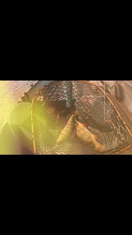 Het is tijd om je crankbaits af te stoffen, bijvoorbeeld de RK Crawler van #spro, want die is #proventocatch 💪.
#yamahaprofishing #batterylabs #stcroixrods #ufxfishing #lurefishingguide #buya