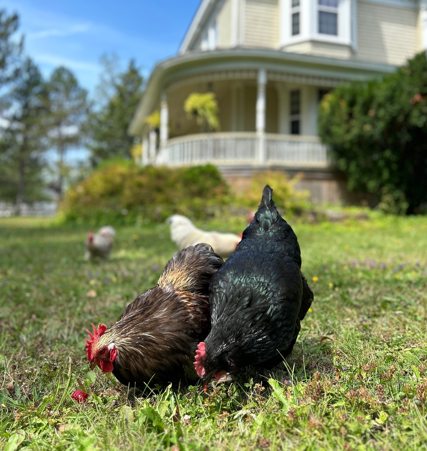Cammie and Raven sharing strawberries in the garden 🍓❤️🐓🌿
.
.
.
#chicken #rooster #garden #strawberry #cute #animals #pets #trees #historic #house #porch #summer #love #novascotia #stay
