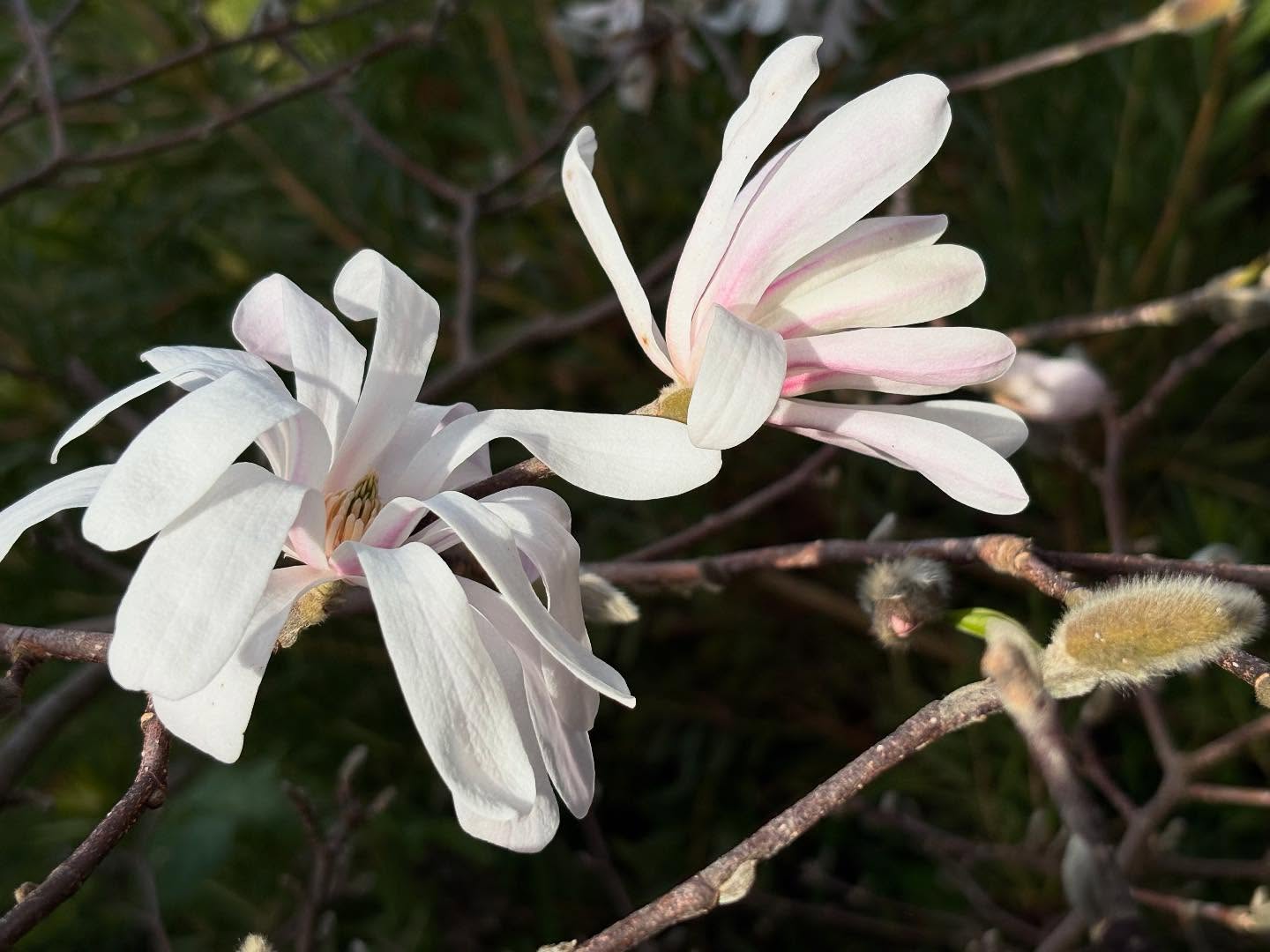 Magnolia stellata (Star Magnolia). A compact, deciduous small tree (up to 3m) prized for its showy white or pink flowers in spring, on bare twigs. Originates from Japan. Underplant with spring bulbs such as blue Muscari (armeniacum) for a spectacular show of colour. Mulch annually to help prevent soil from drying out in summer