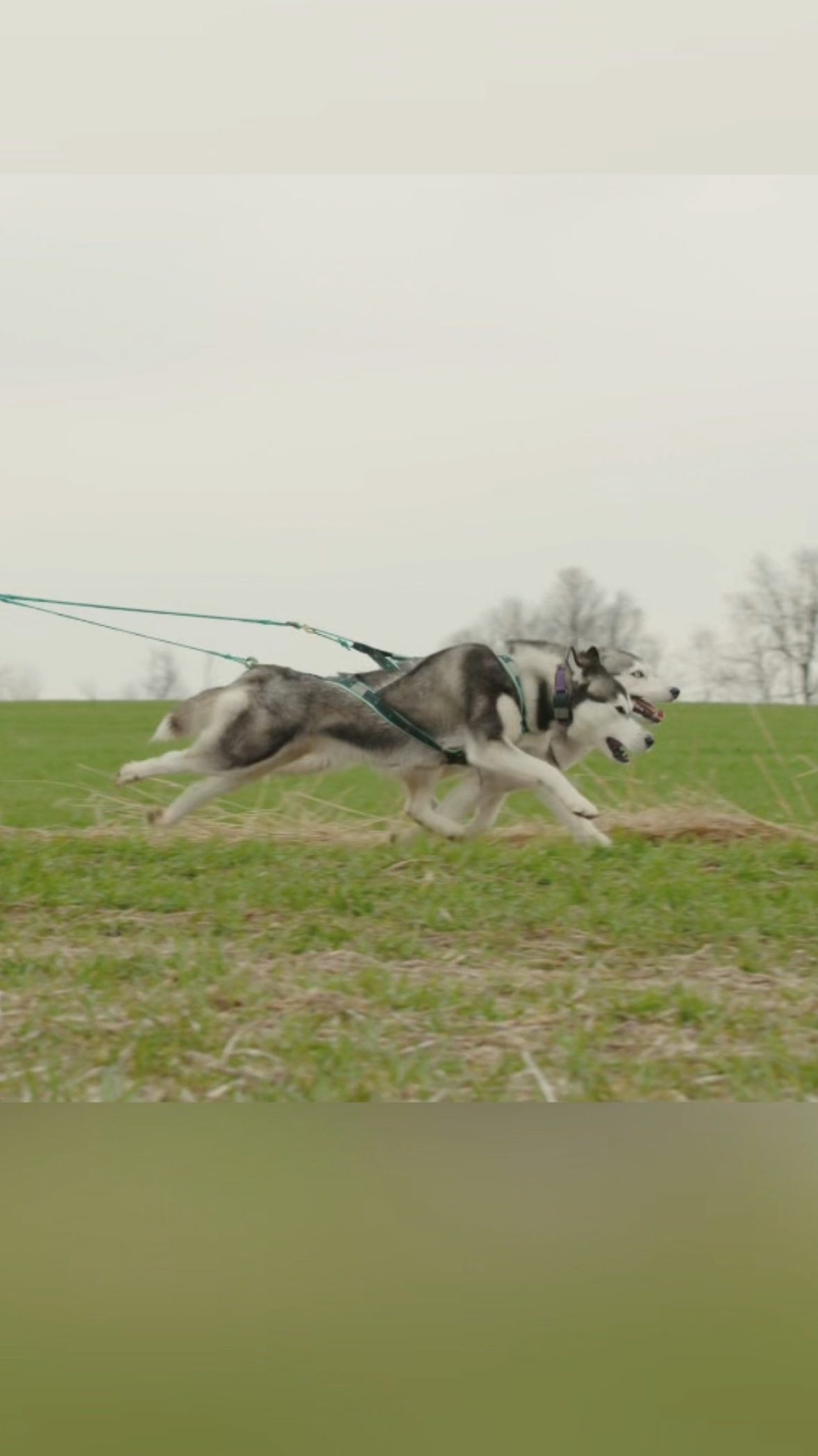 Let’s get excited for the fall dryland season! 🍃 🍁
📹: @highenergydogcare
#drylandmushing #sleddogsport #siberianhuskyofinstagram #scooter #sleddoglife #rundogsrun