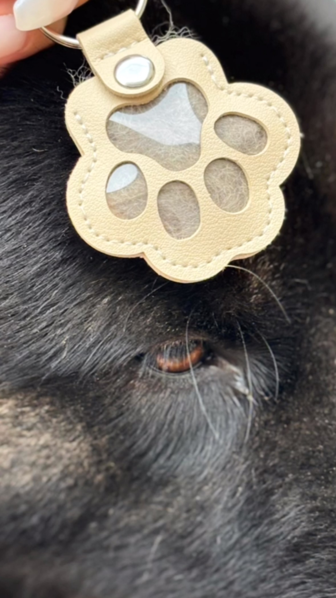 🐾 Un souvenir qui reste pour toujours 🐶💖#SouvenirChien
#AccessoiresChien
#DogLovers
#DogKeychain
#PetKeepsake
#AmourDeChien
#PorteClesChien
#DogMomLife
#FurBabyLove
#Moonko