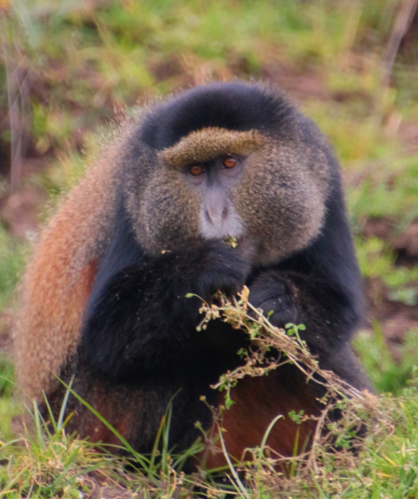 Spotted on our way down from the rainforest in Volcanoes National Park: golden monkeys scampering through the fields.
My fave was this first mischievous monkey, looking like he’d just been caught with his hand in the cookie jar… and the cookie halfway to his mouth. 😂 🍪 🐒
#goldenmonkey #rwandawildlife #rwandatravel #visitrwanda #visitrwanda🇷🇼 #volcanoesnationalpark #gorillatracking #offthebeatenpath #worldschooling