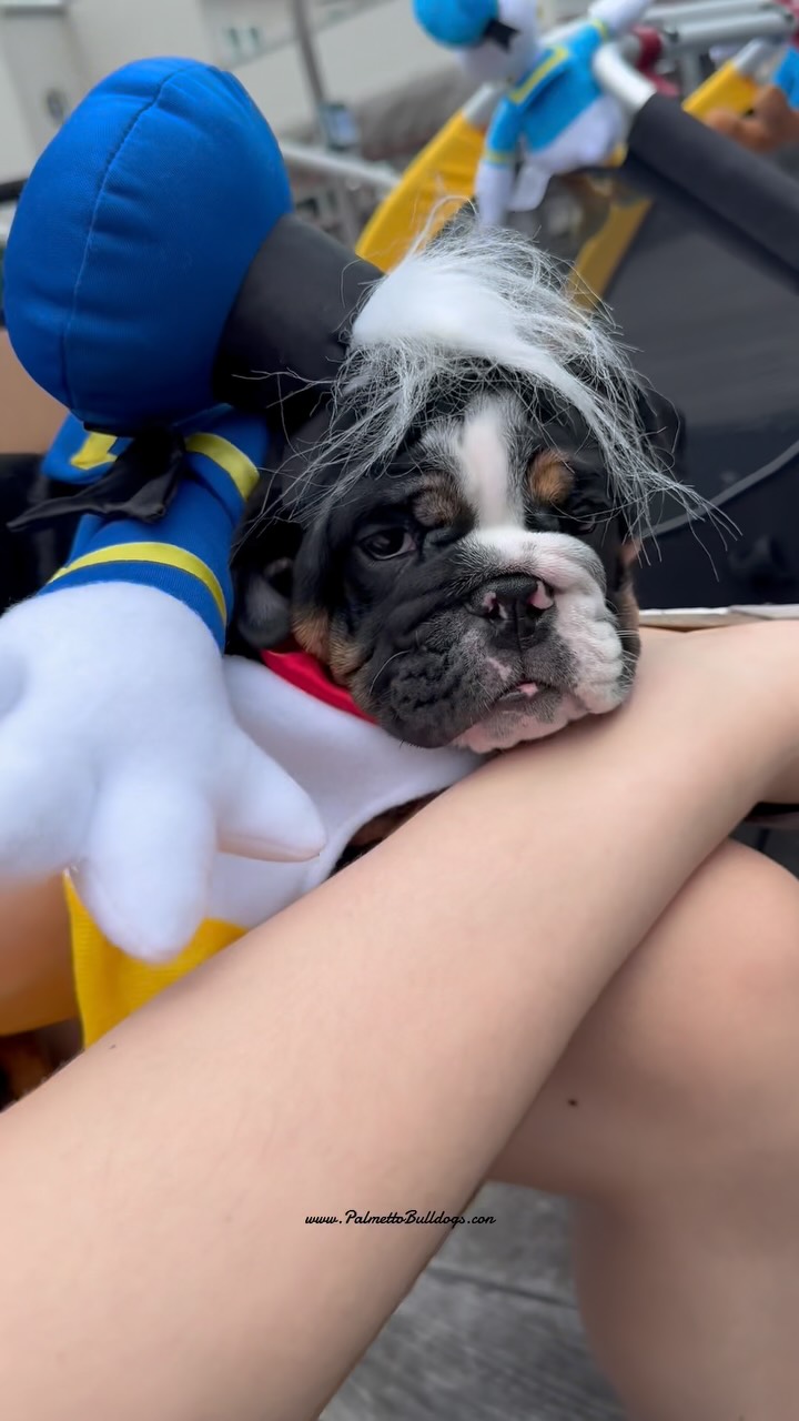 It looks possibly a little complicated, but it really was not. My adorable owner wanted Bulldog for his birthday. And very promptly picked me and named me,“Fluffy”. Because Gabriel Iglesias is his favorite comedian. His favorite Disney Characters Included Donald Duck and Goofy.  Any Questions? 🐾❤️🐾🙏❤️🙏#fyp #palmettobulldogs #donaldduck #Disney #goofy #fluffy #bulldogs #gabrieliglesias #doglover #puppy #ig #instamood #instagram #love