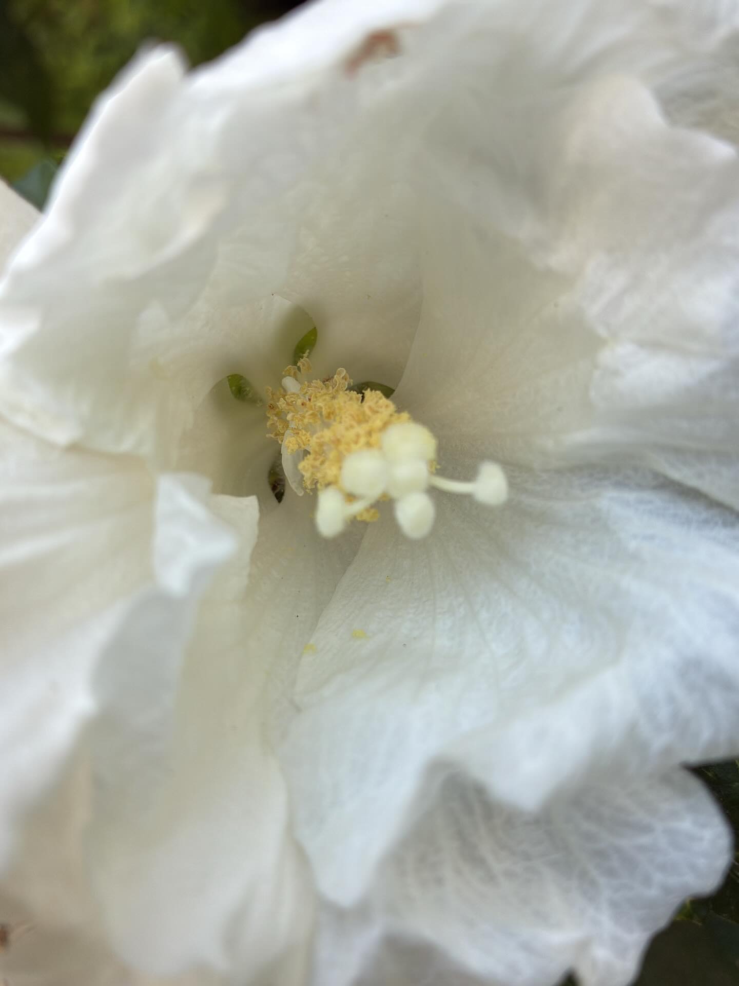 Extrait de toi-même joyau et cristal,
Délices et merveilles,
Nectar étincelant et doré ;
comme les abeilles se délectent du trésor des fleurs sucrées, pour en faire don à la Vie elle-même.
Une infinie spirale d’amour et de sagesse qui se nourrit et s’entretient, par la volonté ultime de chaque être.
#flower #alchimie #vivant #holistique #energetique #selfdevelopment #spiritualité #energeticienne #amour #sagesse