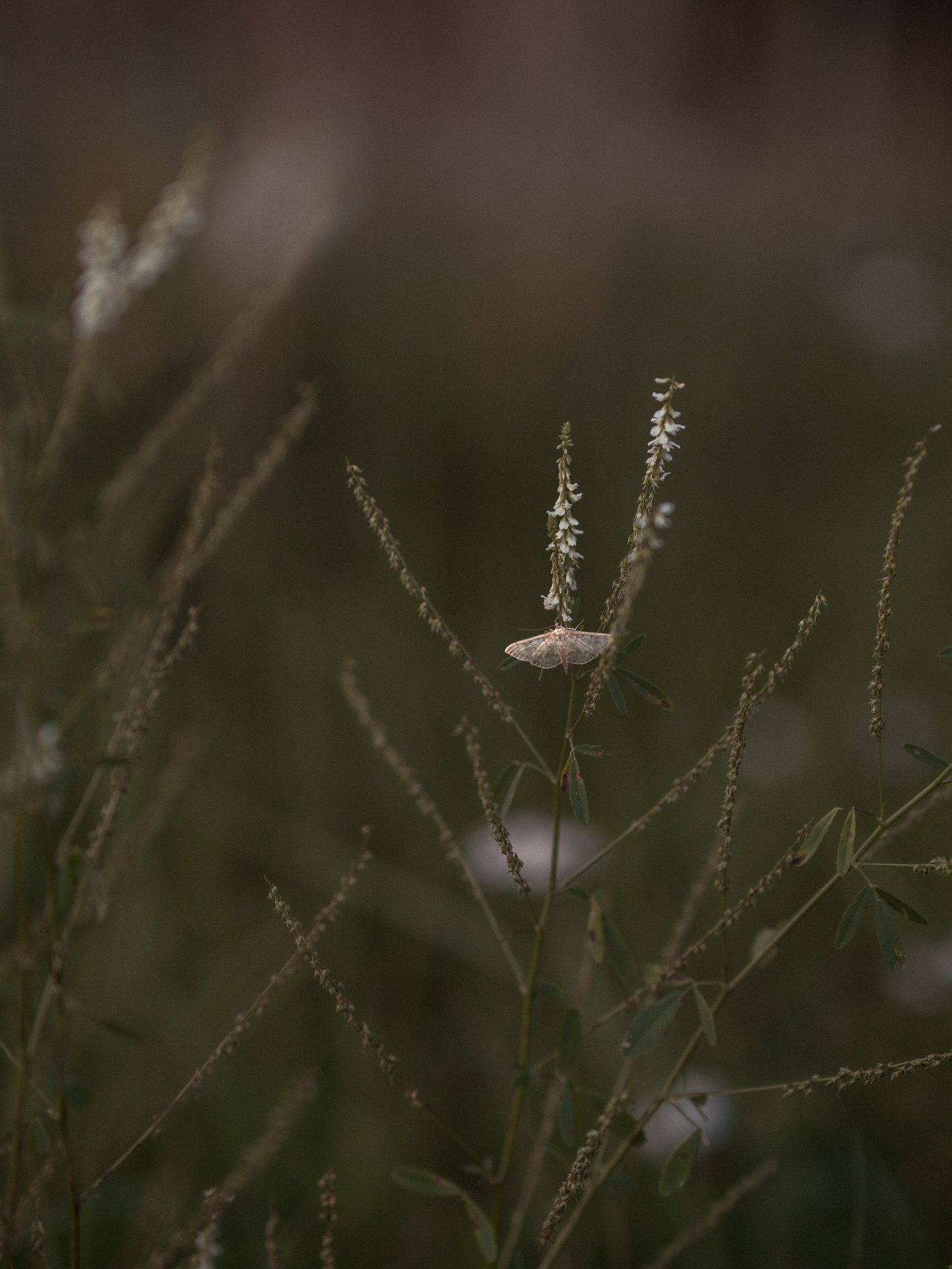 Fairies by the lake on a summer evening
#estoniannature