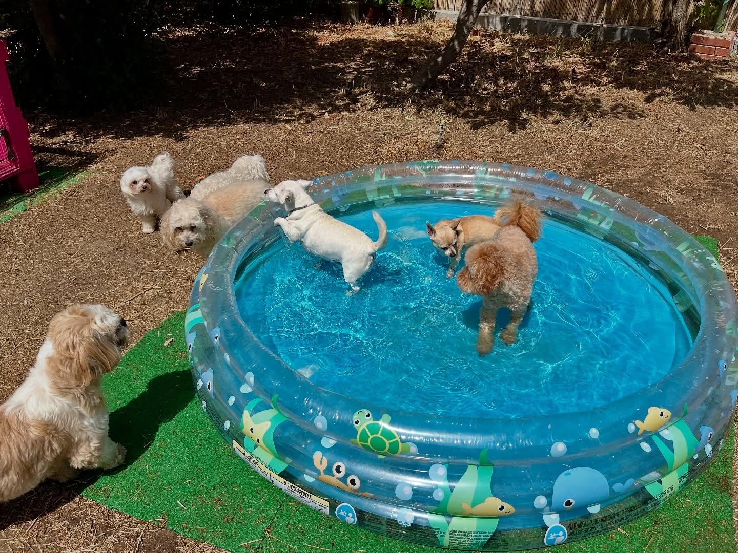 #cuidadoresdeperros #madrid #mascotas #españa #igersmadrid #perros #dogs #dogsofinstagram #perrospequeños #dogslife #dogfriend #fotosdeperros #comoencasa #vacaciones #doglover #pomeranian #chihuahua #caniche #bichón #bichonmaltes #shitzu #shitzulovers #pomerania #pomeraniaespaña #verano #verano2025 #summer