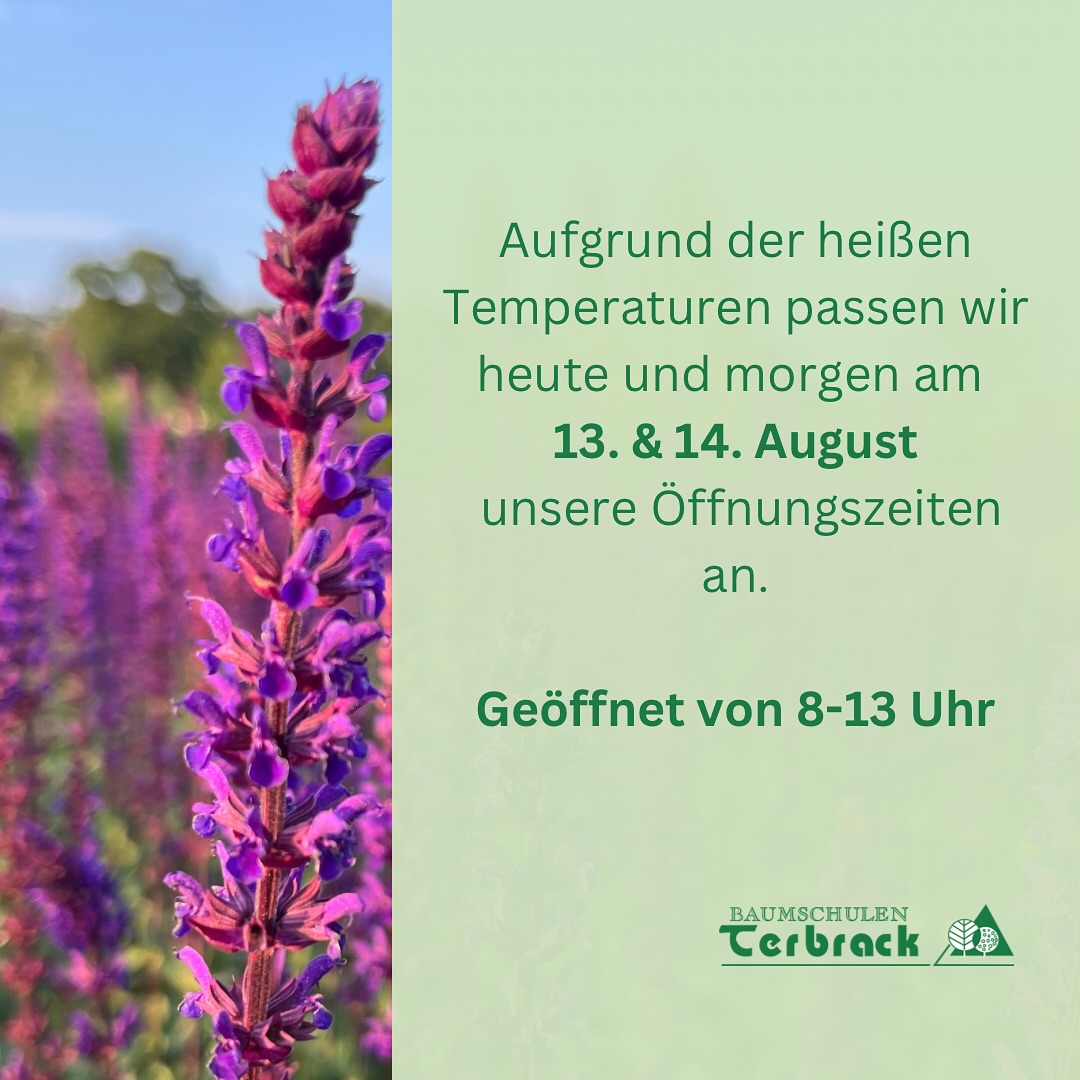 🌳 Wichtige Info! 🌞
Aufgrund der angekündigten hohen Temperaturen schließen wir unsere Baumschule heute, 13.08. und morgen, 14.08. bereits um 13 Uhr.
Bitte plant euren Besuch entsprechend.
Bleibt cool und trinkt genug! 🥤🌿
#Baumschule #boomkwekerij #nursery #gärtnerei #gärtner #hitzefrei