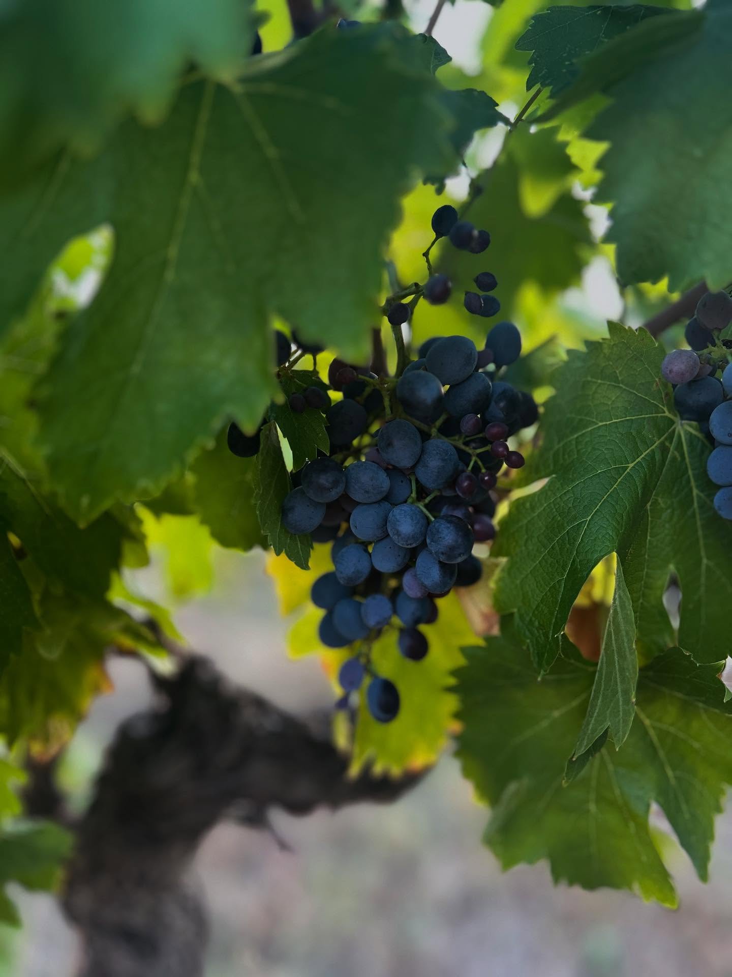 CINSAULT
Cépage méridional, d’origine provençale et résistant à la sécheresse, nous en cultivons sur une petite parcelle du vignoble pour obtenir des vins légers et fruités. Le raisin sera prêt à être récolté d’ici 1 mois !
#vignoblefamilial #domaineviticole #gard #cotesdurhone #cinsault #winelover
