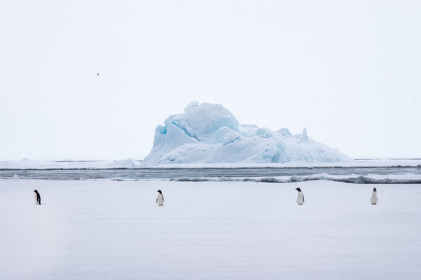 Note d’expédition,
Là où la banquise rejoint le ciel.
Dans le silence polaire,
un instant suspendu.
#penguins #nature #wildlifephotography #penguinsofinstagram #penguinlife #birdphotography #naturephotography #wildlifeconservation #biodiversity #protectnature