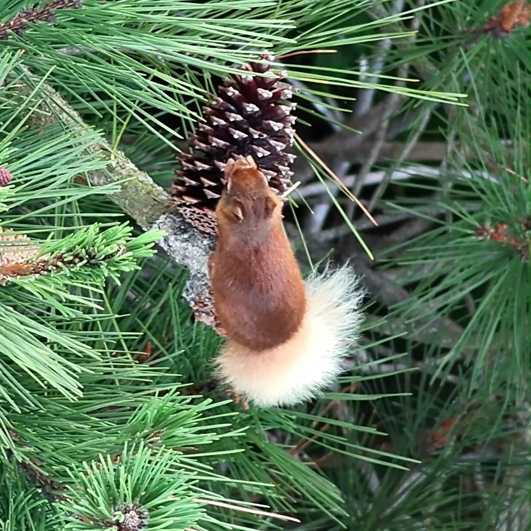 Summer fieldwork always brings a diverse mix of wildlife encounters, and the past month has delivered some real highlights. Including these impressive Red stags, a Goshawk on the hunt, seals sleeping in the sea, a master of camouflage in the form of a Nightjar, and a lively Red squirrel.
#wildlifedrones #SummerWildlife #redstag #goshawk #seals #nightjar #redsquirrel #wildlifesurveys #conservationinaction #ThermalDrone #wildlifeconservation #naturewatch #scottishwildlife #DronesForGood #wildlifephotography #bhwildlifeconsultancy