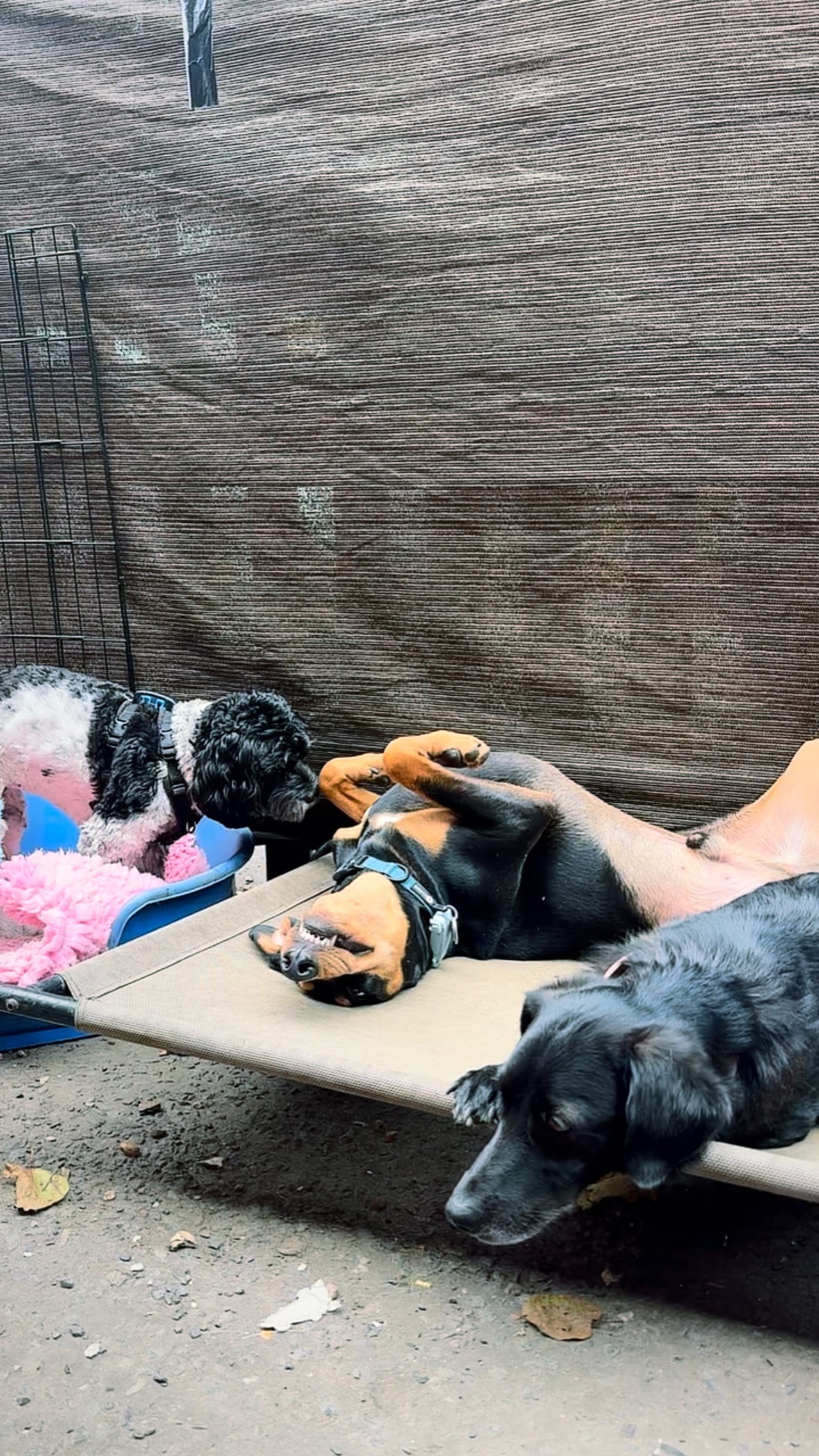 Gus’s lifestyle is our inspiration really..
#sleepingdog
#dogchill
#upsidedowndog
#rescuedog
#lifegoals
#chilltothemax
#doglife
#whatalife