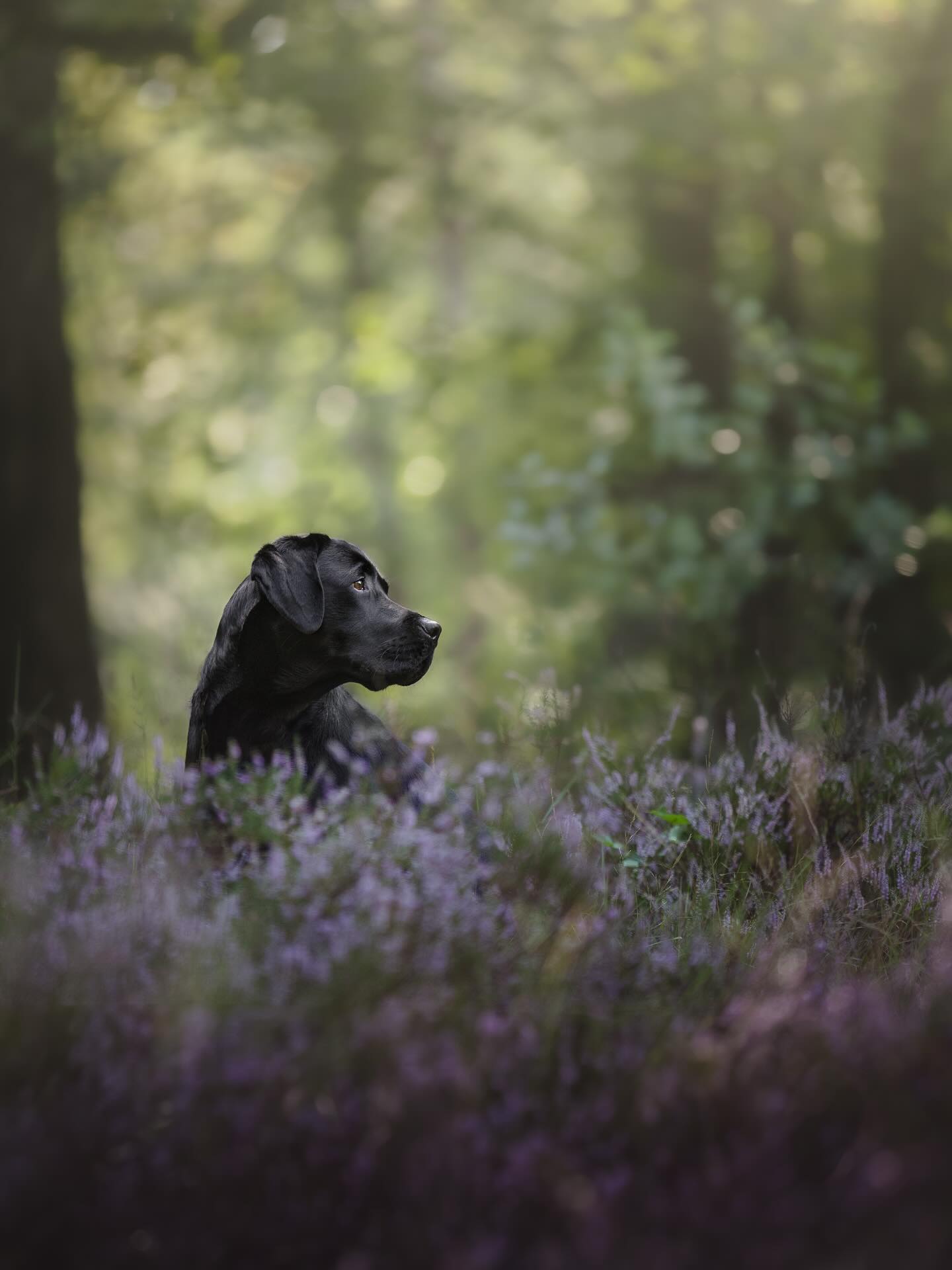 De heide shoots kunnen gepland worden 💜 er komen nog een hoop mooie dagen aan en het staat bijna volledig in bloei. Wil je nou een heide shoot mét zonsondergang? Neem dan snel contact op via dm of de website🪻
#heide #zonsondergang #hondenfotografie #fotoshoot