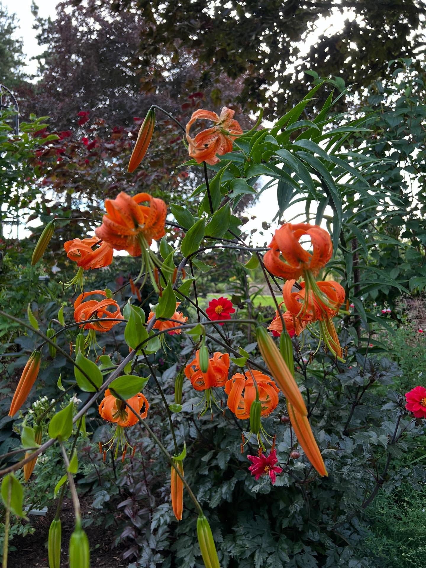 It’s all about the flowers 🌹 a snapshot of late summer colour. The established plants in well mulched borders are coping relatively well with the drought but I’m conscious of those that need a little attention with the watering can so they don’t shrivel completely. Pics 3 -5 of the thriving cutting patch. Won the Silver Jubilee cup for best mixed garden at the village flower show! Last big group visit coming on Monday so I’ll keep deadheading for a while longer. #englishcountrygarden #cuttingpatch #flowersforcutting #cats_of_instagram #villageflowershow