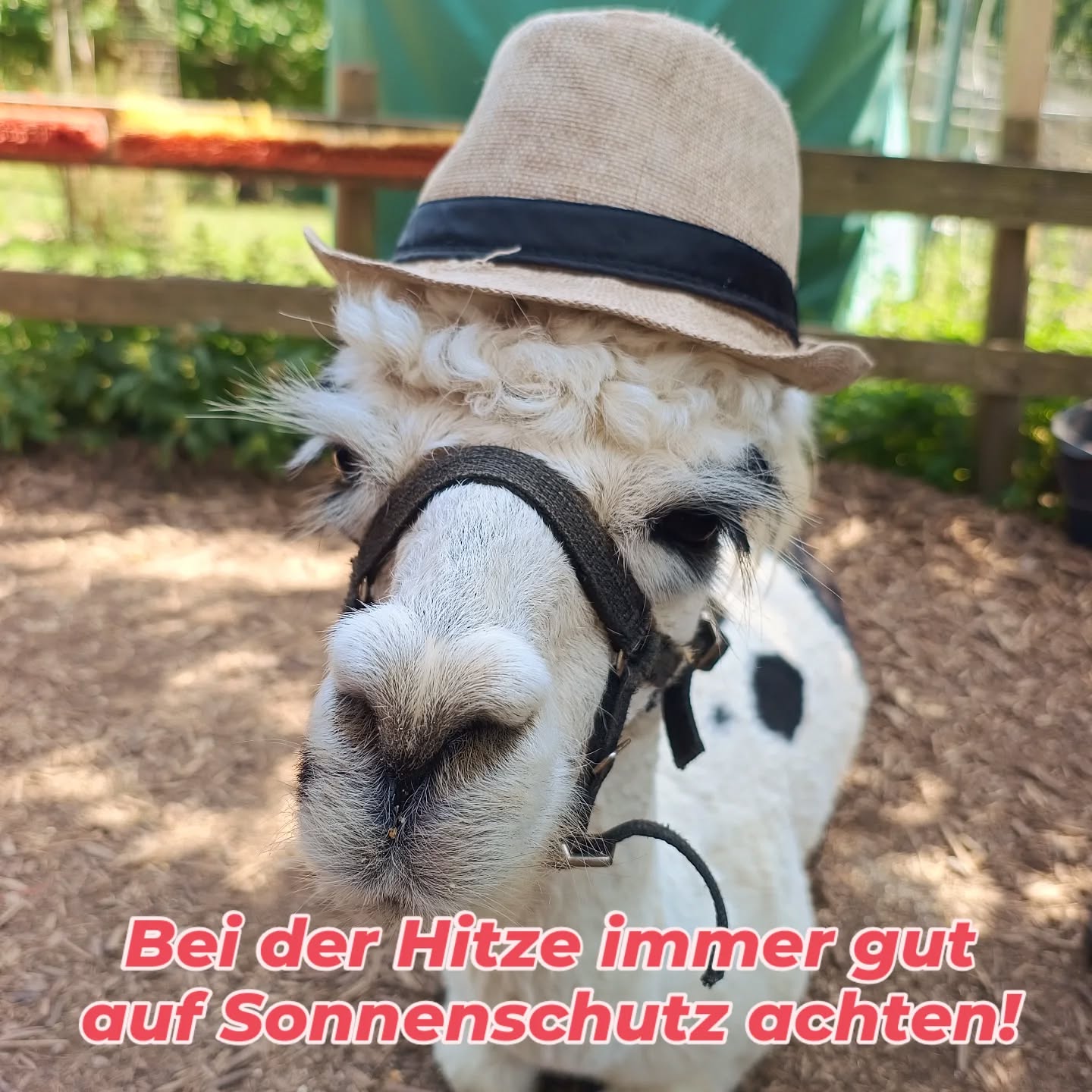 Valencia von den @obstwiesen.alpakas empfiehlt: Bei der Hitze immer gut auf den Sonnenschutz achten 🧢😉!
#obstwiesenalpakas #hitze #sonnenschutz #heat #alpaca #alpaka #badmünstereifel #euskirchen #ahrtal #bonn #cologne #köln #lässig