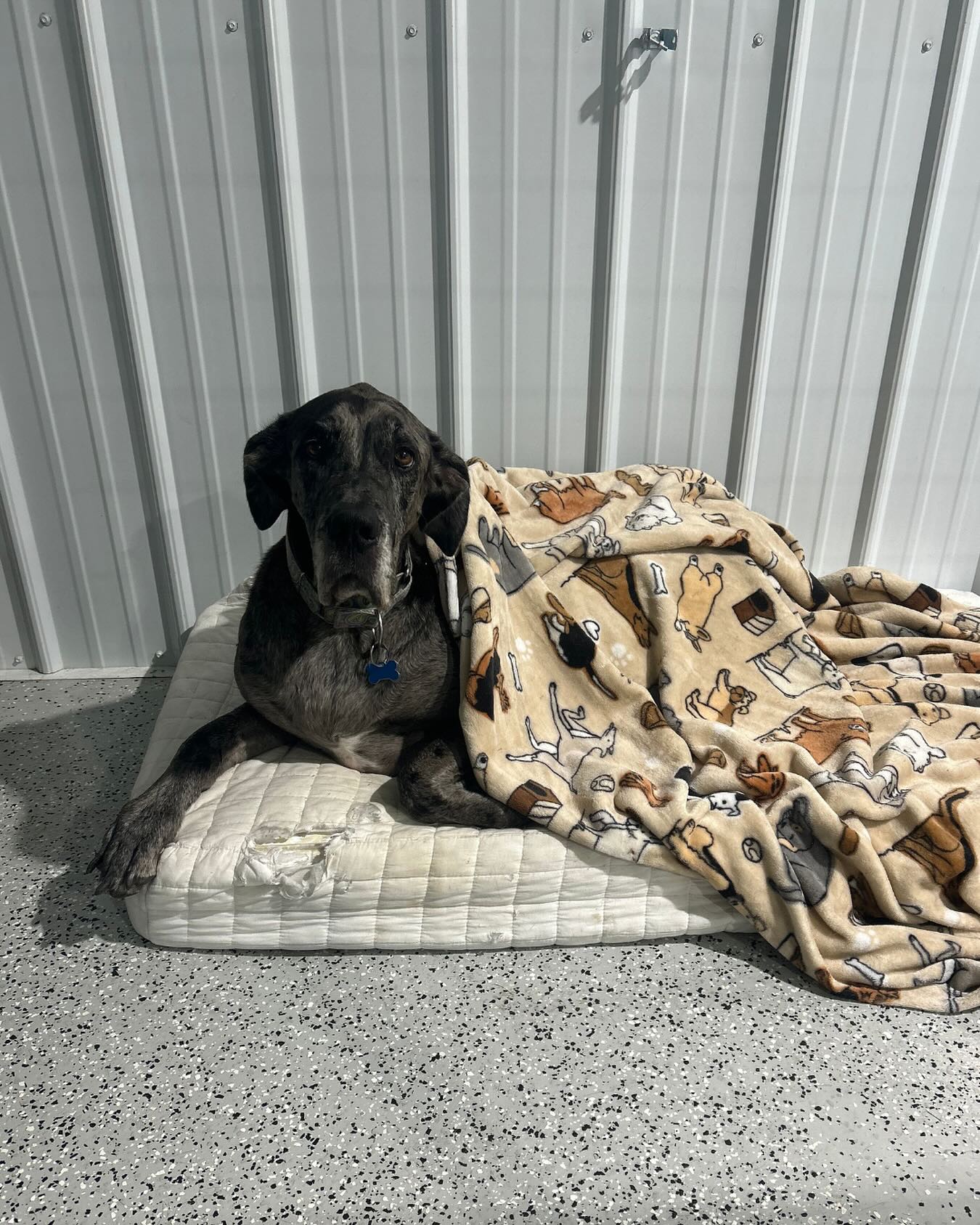 Why should you board with us? Other than the fact that we tuck your dogs in every night 😉
-
-
-
Boarding at Retreat means your dog gets more than just a place to stay — they get a home-away-from-home! 🐾 Including:
9,000 sq ft of spacious indoor & outdoor play areas
Climate-controlled comfort (heated floors + A/C!)
24/7 surveillance for peace of mind
TV at night for a calming, cozy bedtime
Flexible pick-up options to fit your schedule
Book your dog’s staycation today 💛