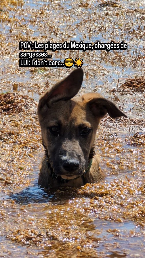 Oui, c’est vrai : depuis plusieurs années, chaque été — à peu près de mai à octobre — les plages du Quintana Roo sont envahies par les sargasses .
Je tiens à souligner un immense respect aux équipes bio-marines, à la Marine et aux autorités locales qui bossent jour et nuit pour installer des filets barrières et organiser des brigades de nettoyage afin d’empêcher cette invasion végétale de tout recouvrir… Et en bonus ? On se prépare à transformer ce défi en opportunité : valoriser les sargasses en bio-carburant, biométhane ou même fertilisant écologique d’ici peu.
Et toi, dis-moi… tu irais te baigner quand même ? 👀
.
.
.
#fyp #foryoupage #fypシ゚ #mexique #quintanaroo #tulum #sargasses #voyage #plage #vacances #eauturquoise #plagemexiqueaout2025 #quintanaroo #sargasso